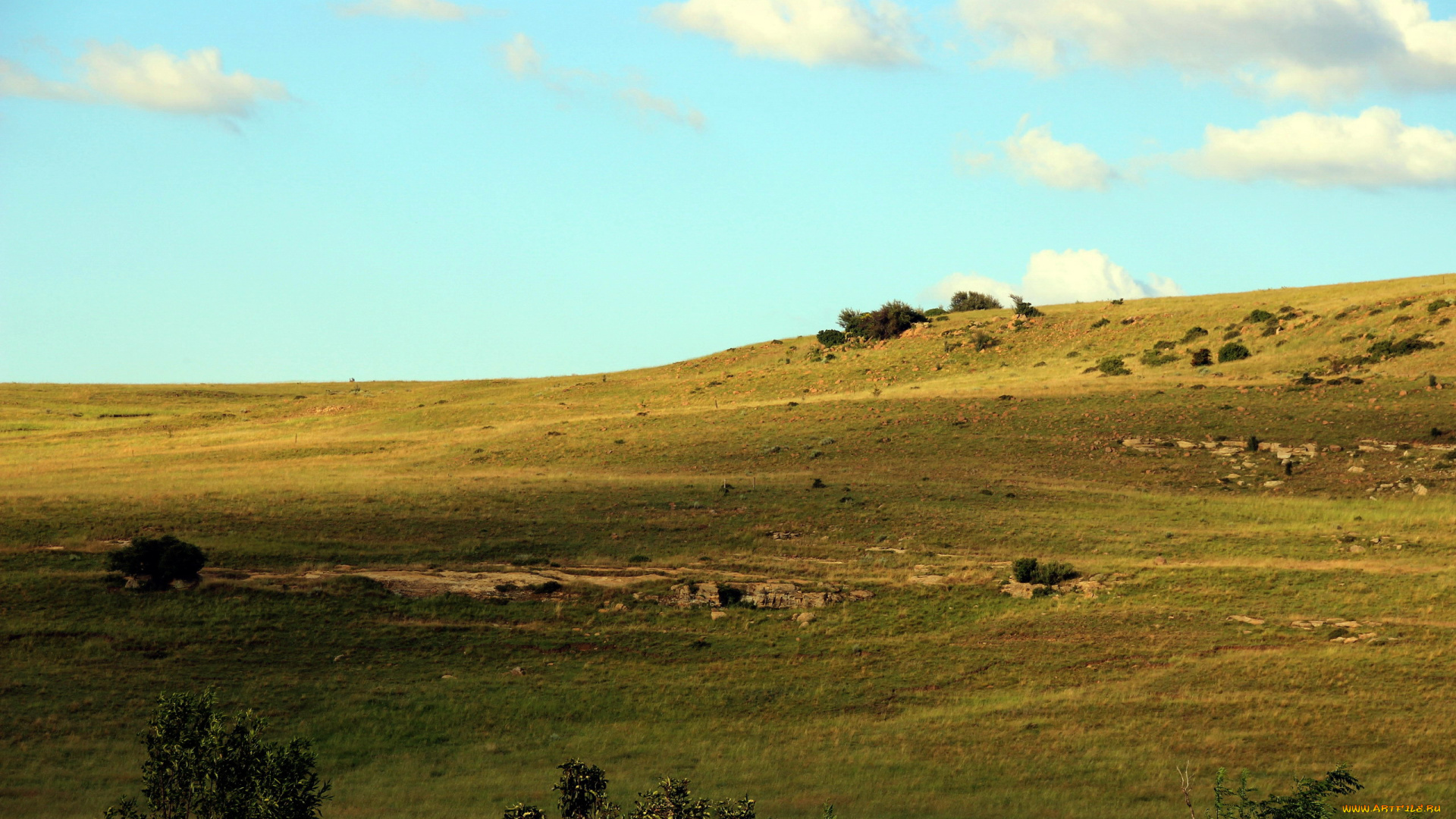 природа, поля, холм