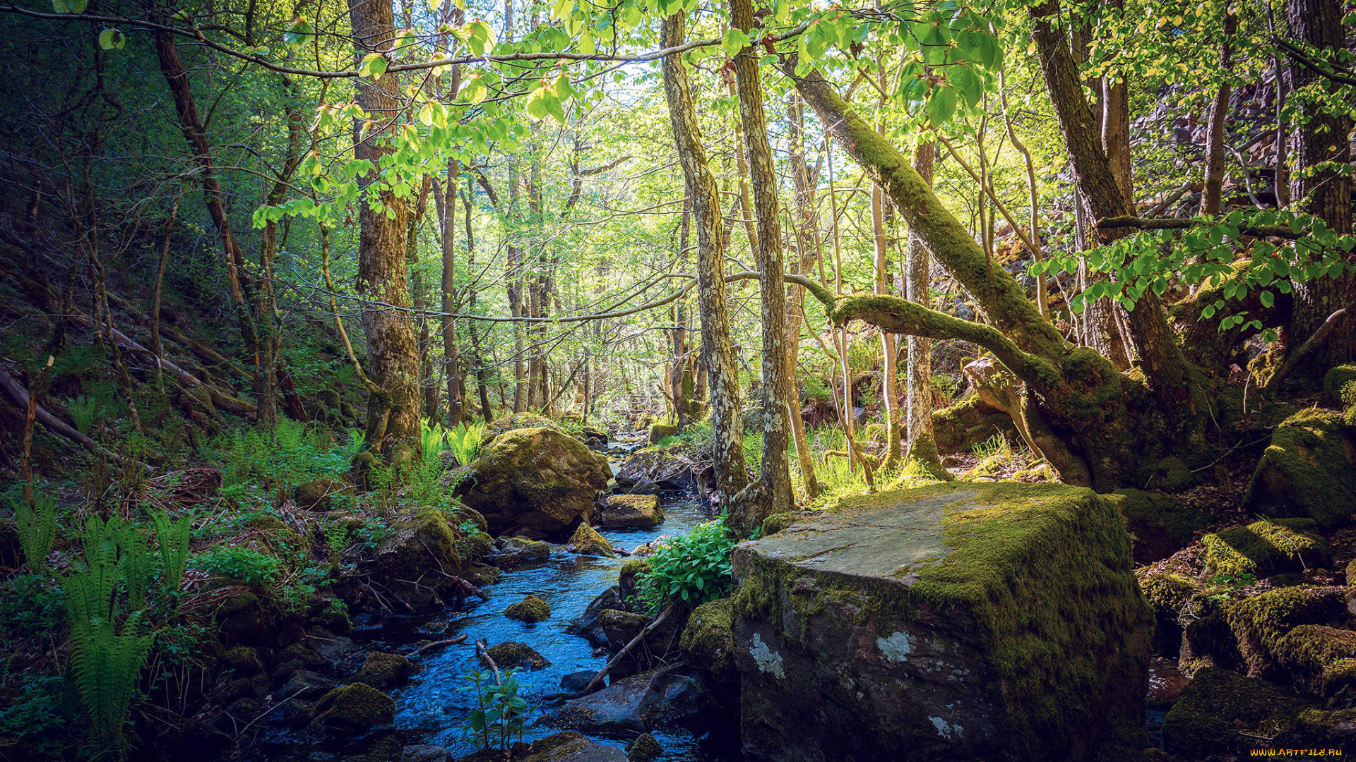 природа, реки, озера, лес, деревья, речка, ручей, камни, картинки