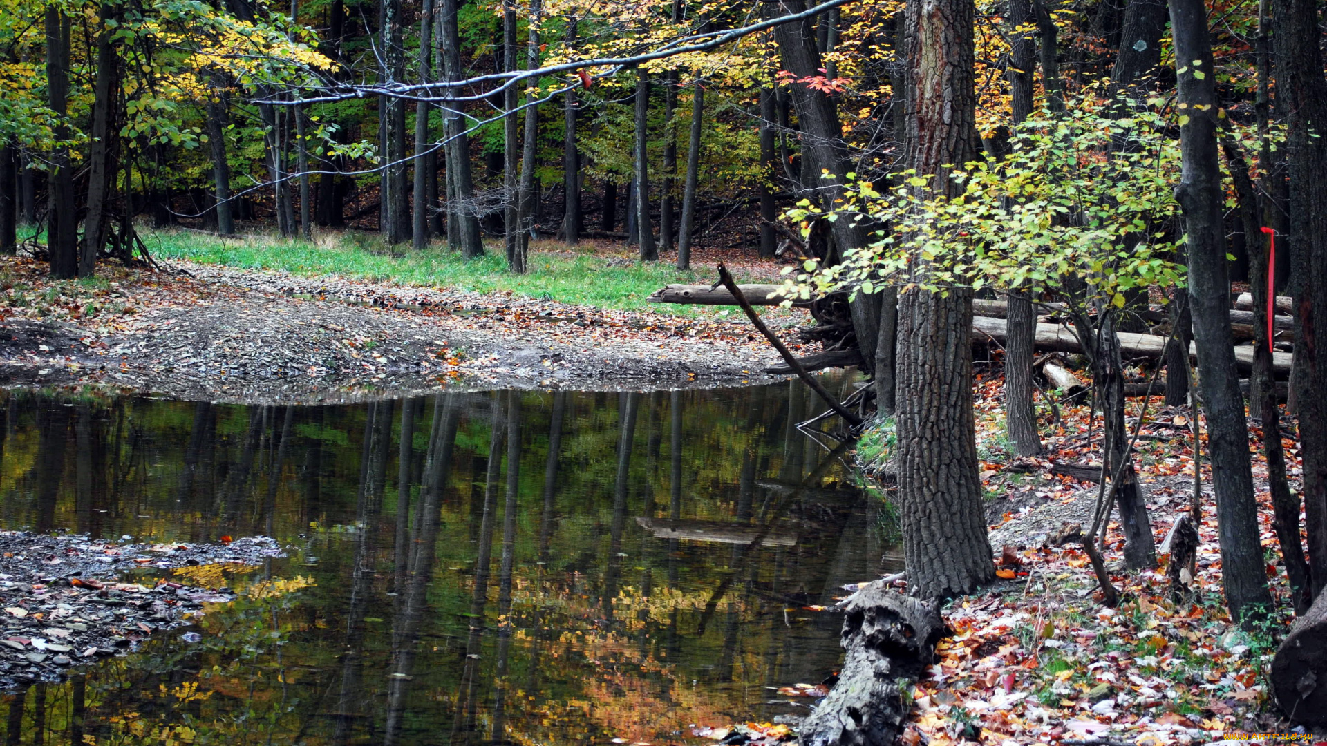 природа, реки, озера, осень, деревья, ручей, листва
