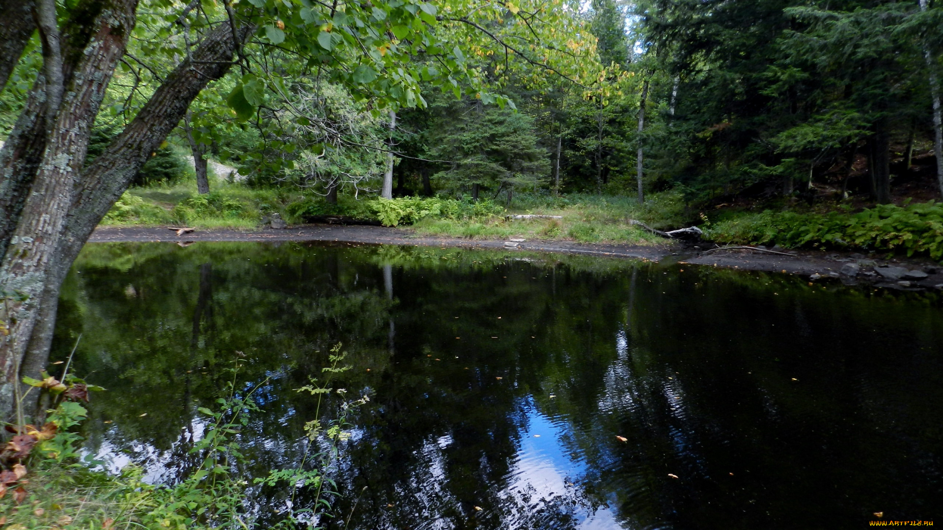 природа, реки, озера, отражение, река, деревья