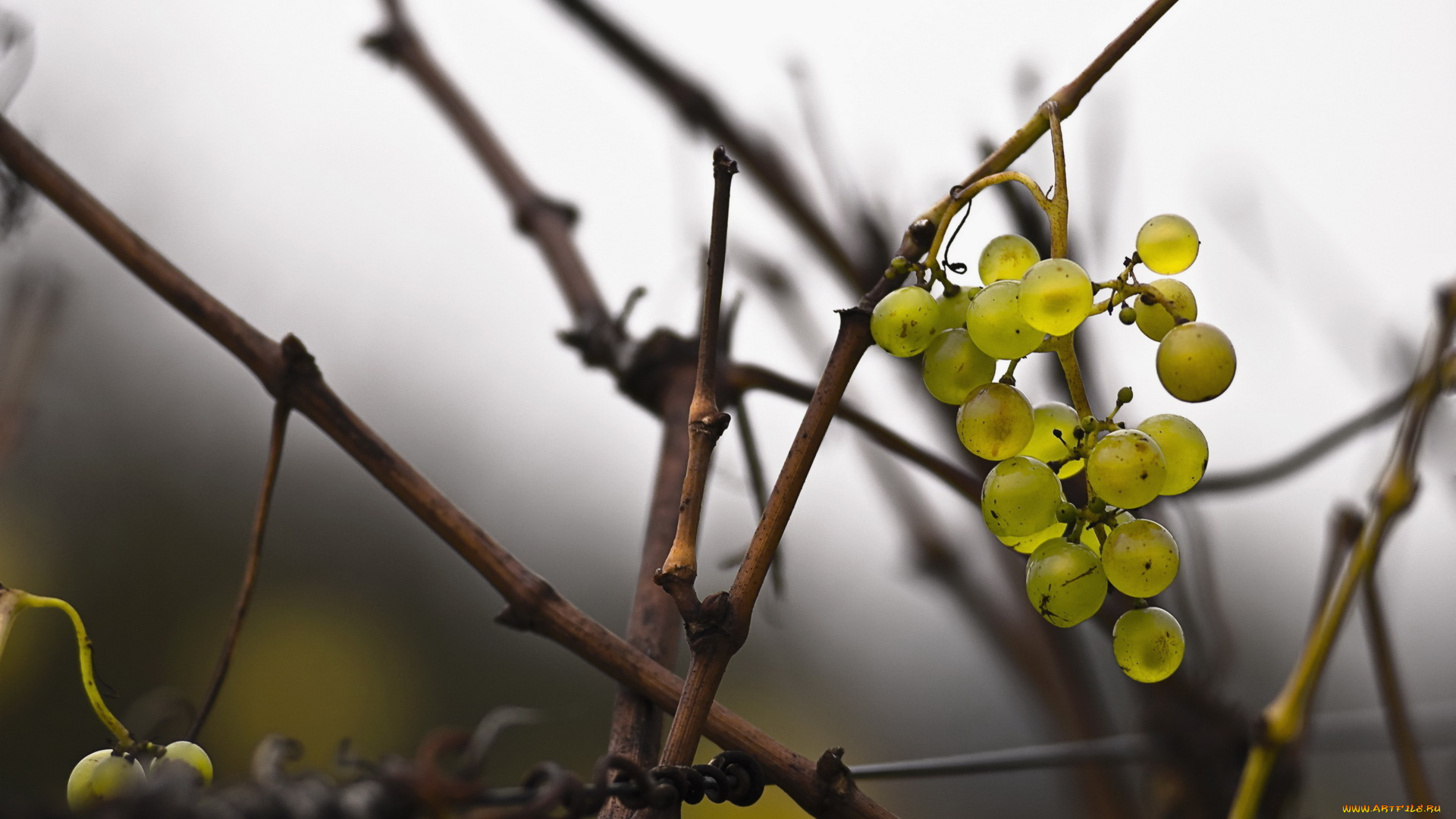 природа, Ягоды, , виноград, гроздь