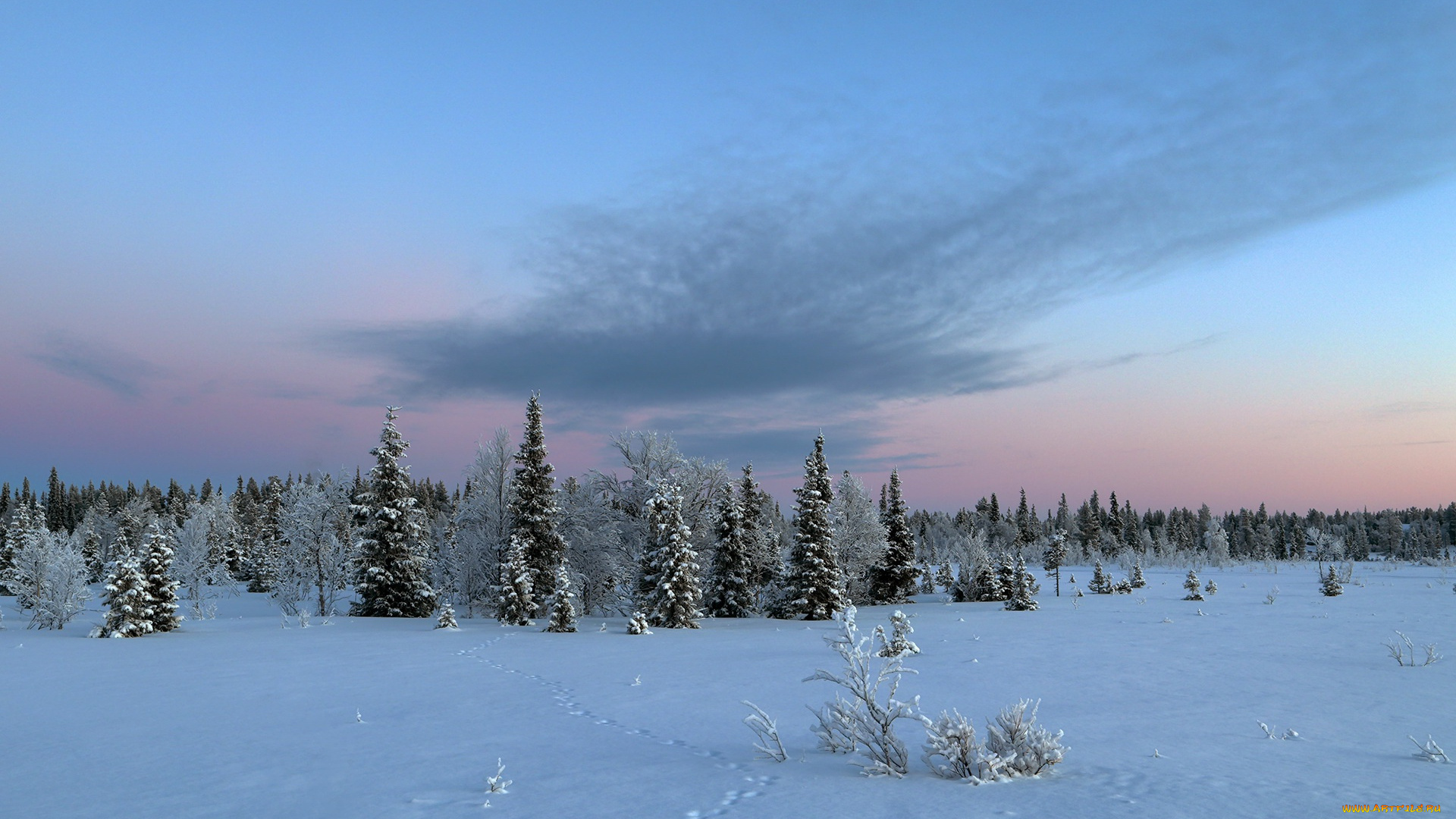 природа, зима, деревья, снег
