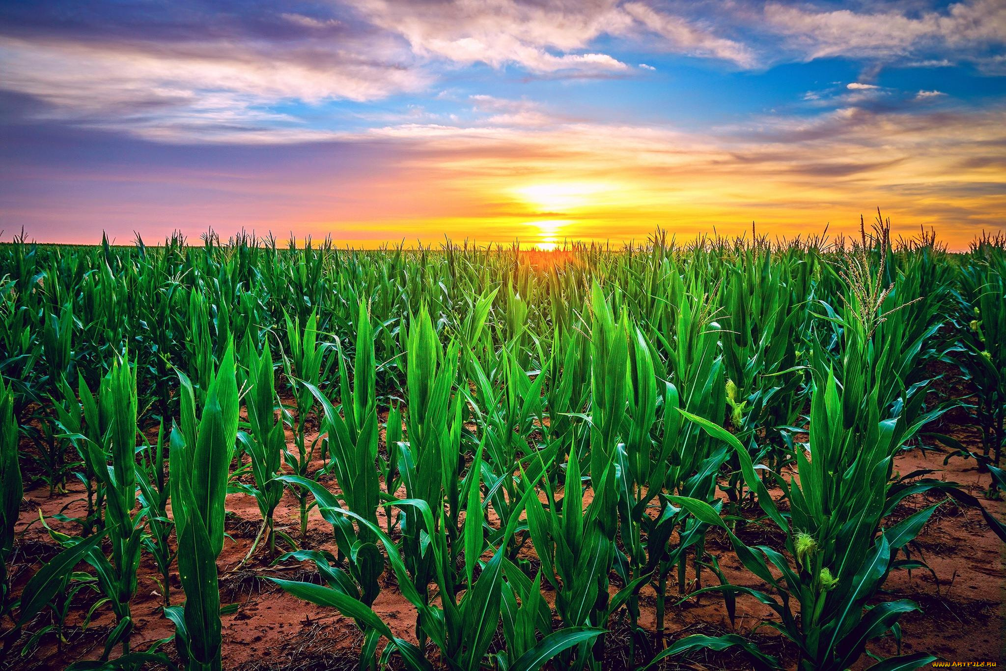 природа, поля, кукуруза, закат, поле, сша, техас