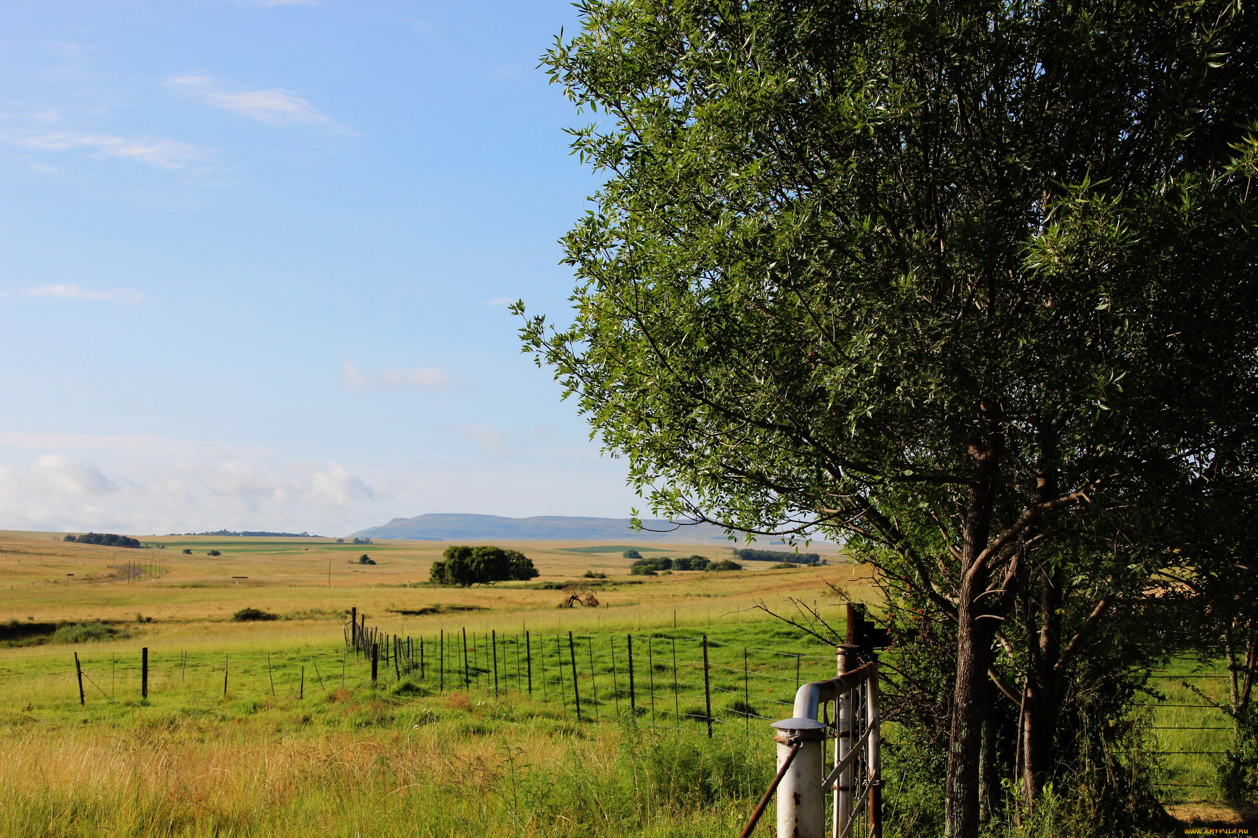 природа, поля, деревья, изгородь