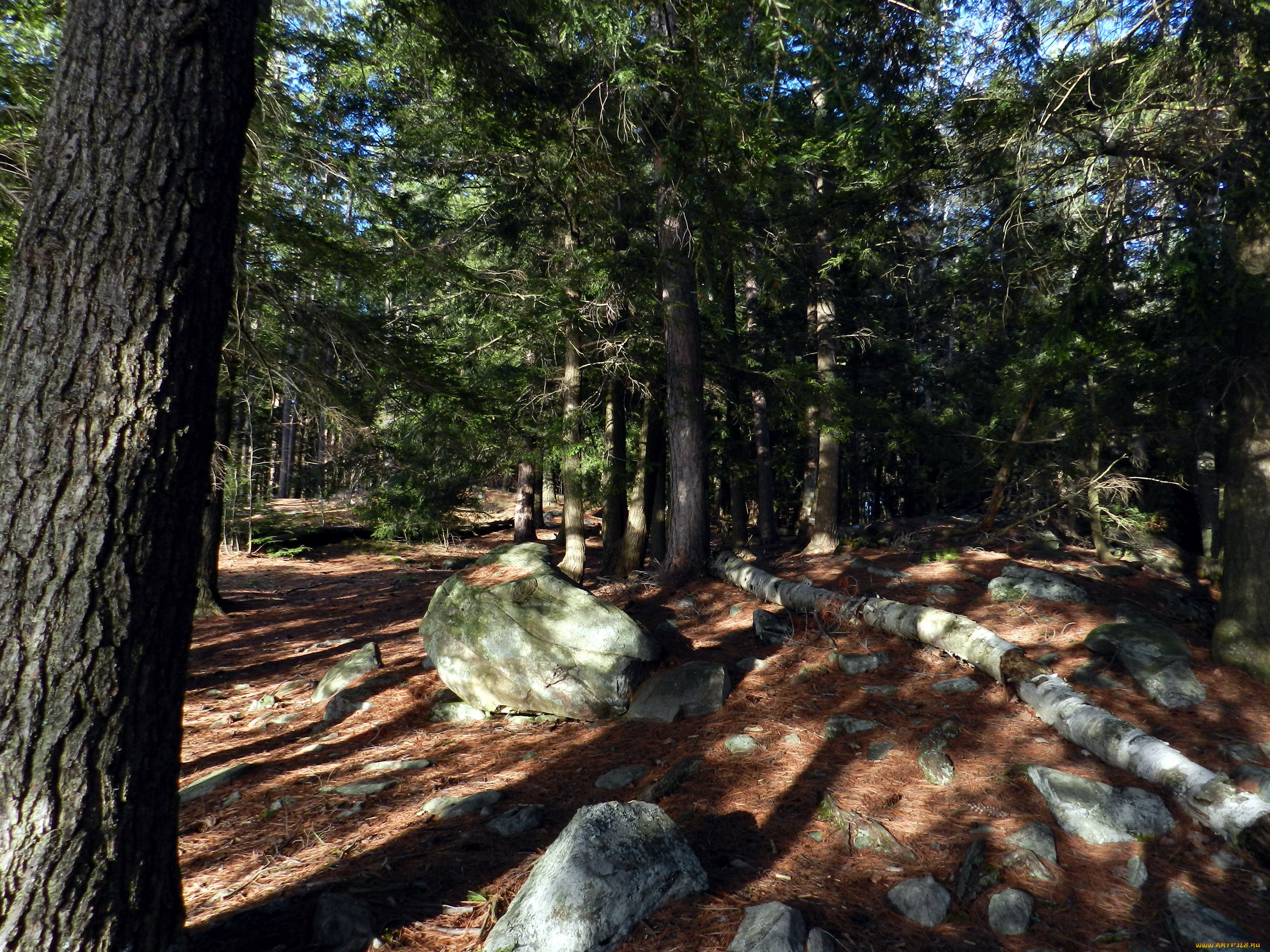 природа, лес, сосны, деревья, камни
