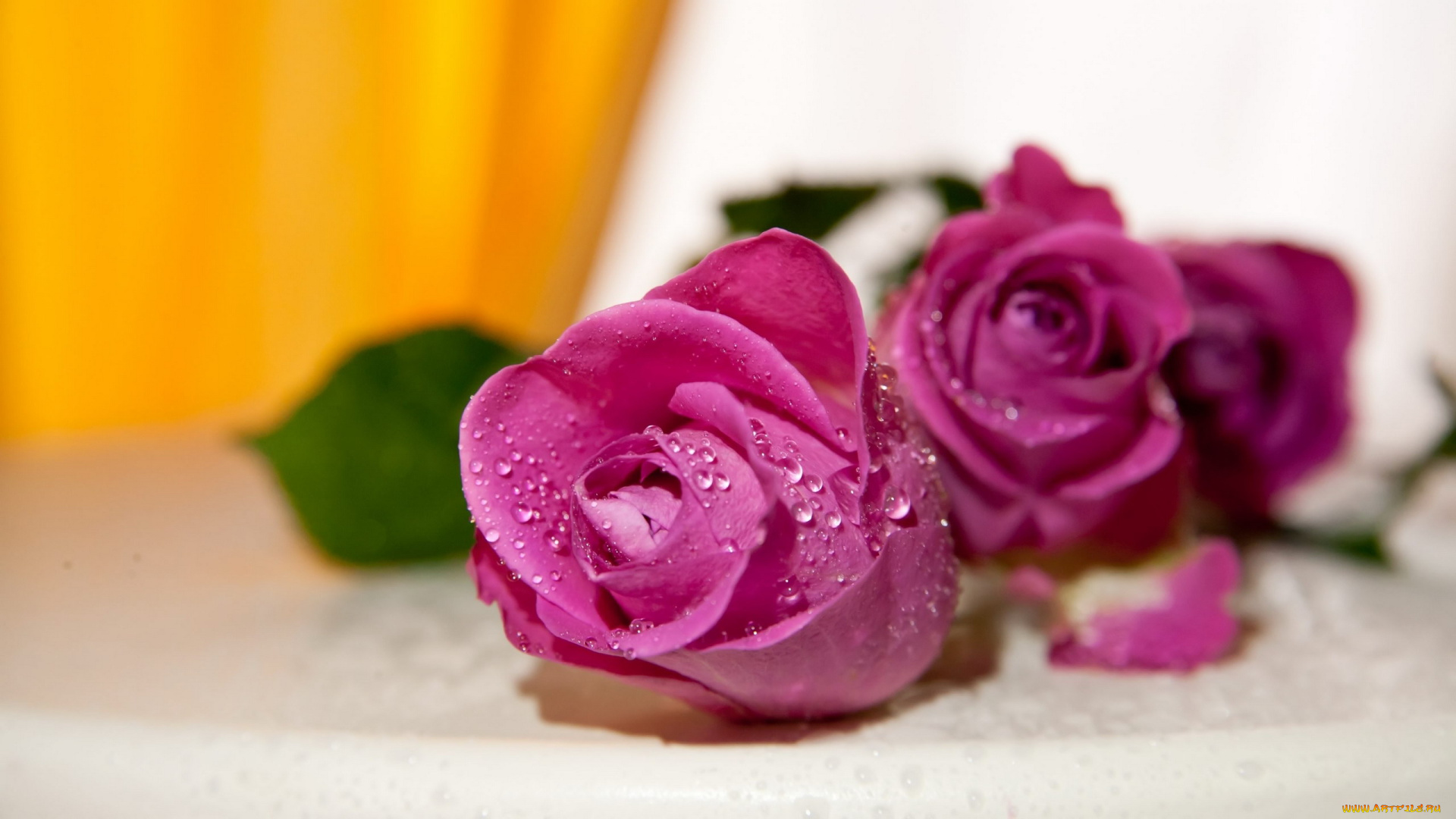 цветы, розы, бутоны, капли