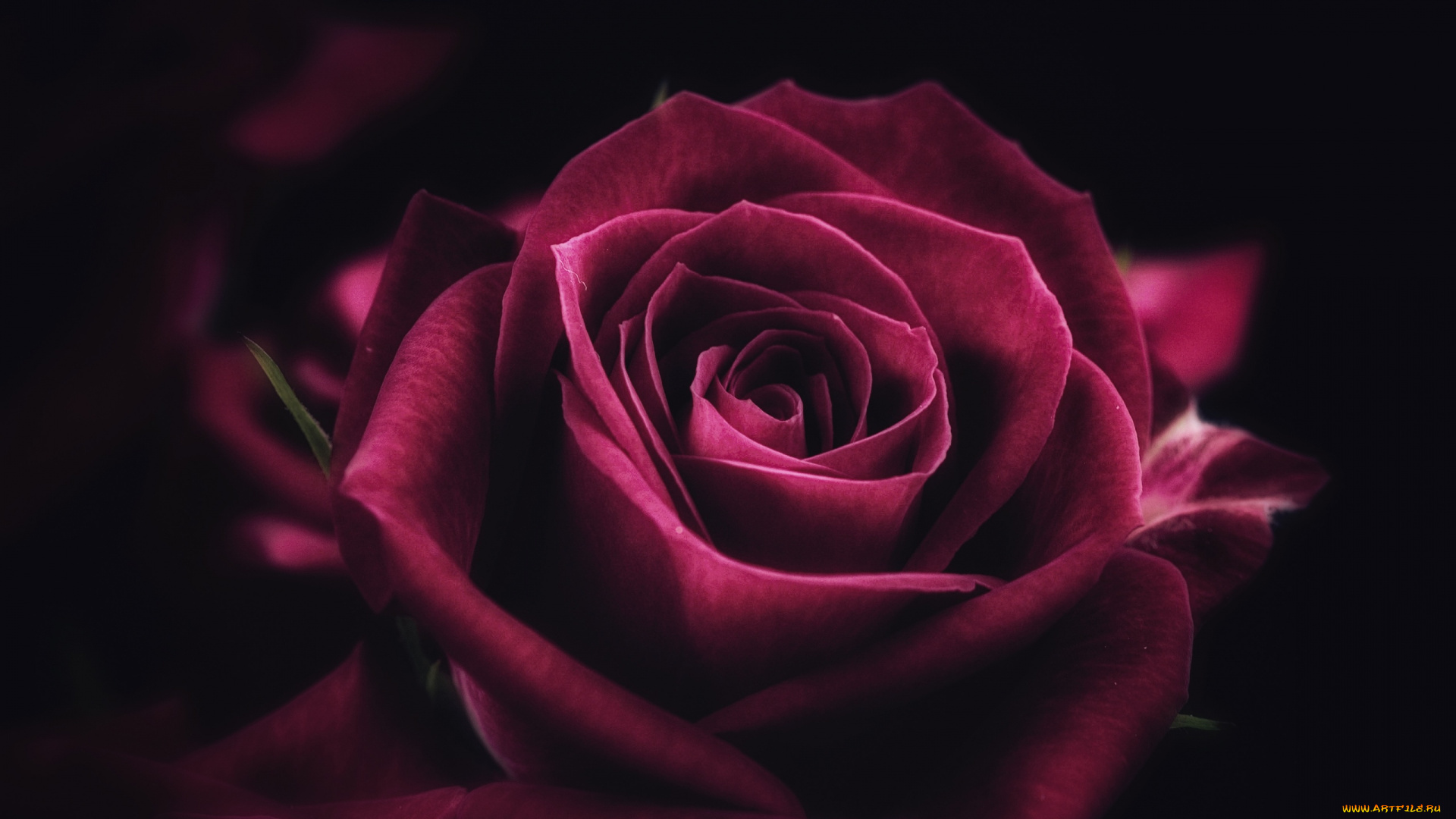 цветы, розы, макро