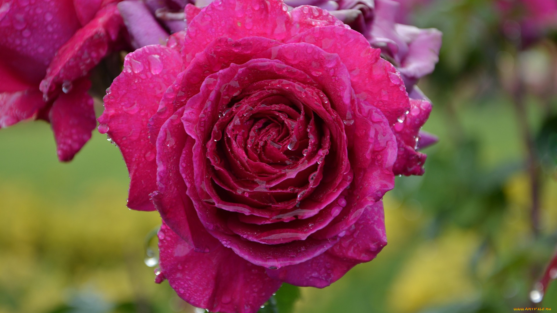 цветы, розы, макро, капли