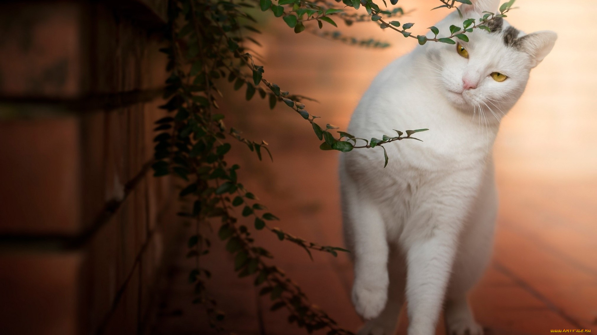 животные, коты, листья, красавица, кошечка