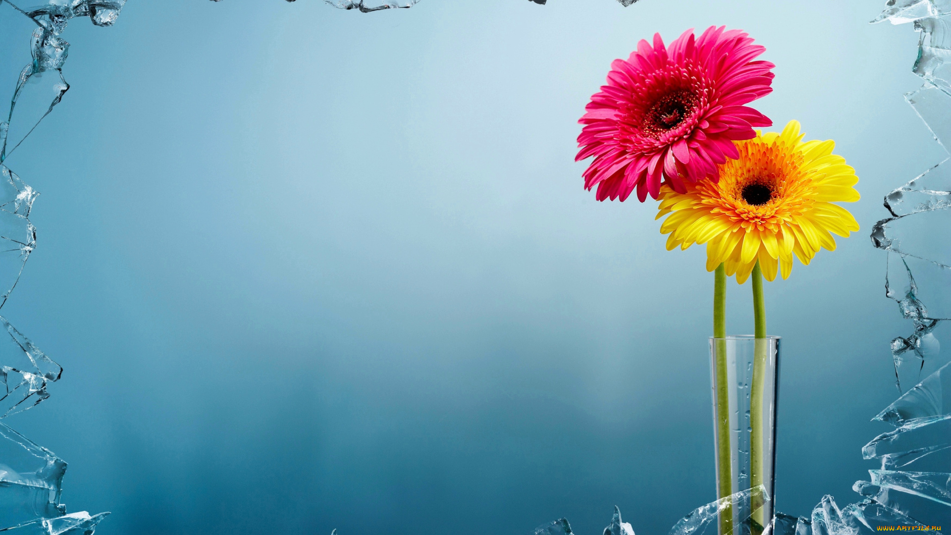 букет, цветы, герберы, стекло, ваза