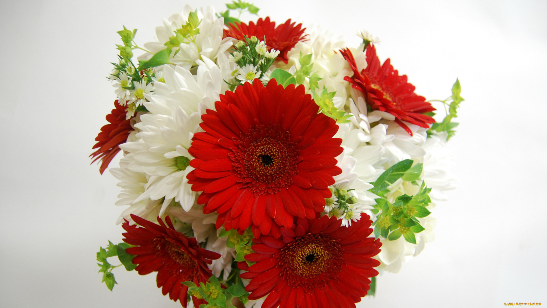 цветы, хризантемы