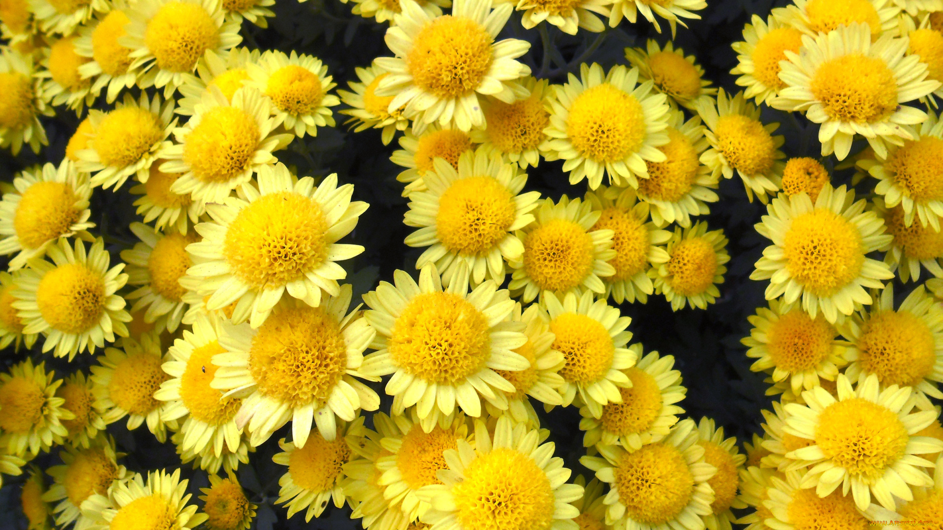 цветы, хризантемы