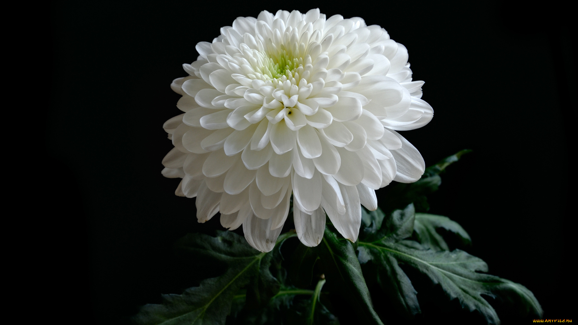 цветы, хризантемы, хризантема