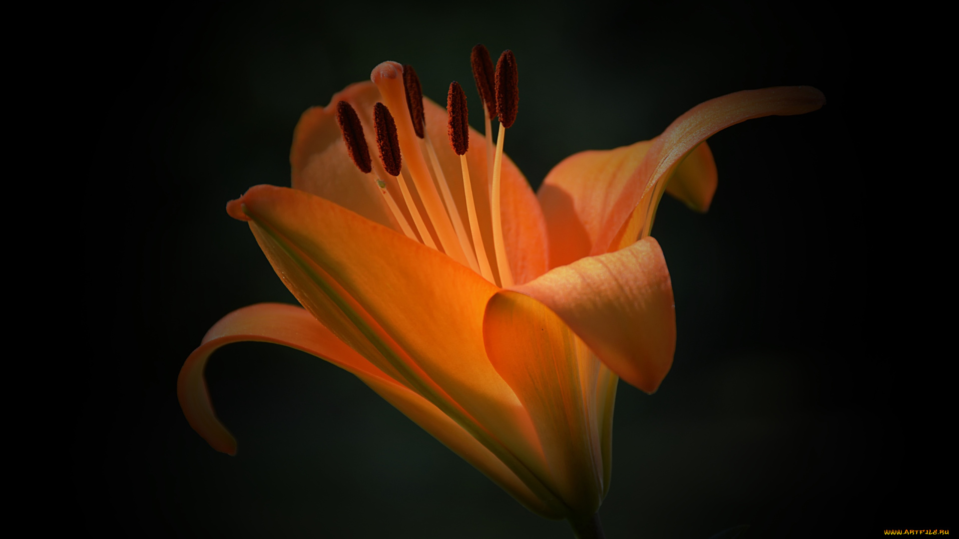 цветы, лилии, , лилейники, лилия