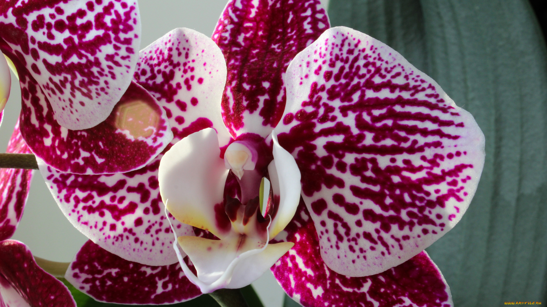 цветы, орхидеи, цветок, фон, орхидея