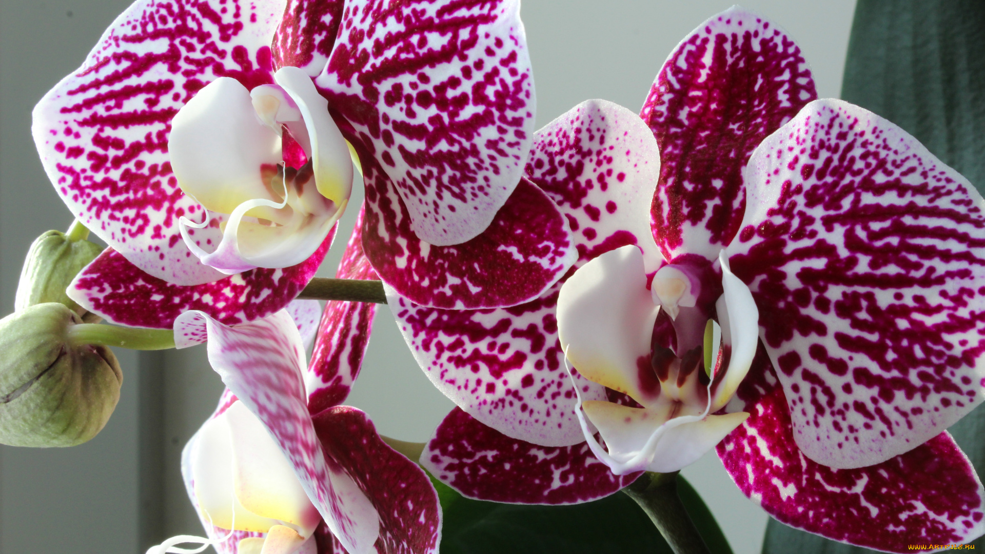 цветы, орхидеи, цветок, фон, орхидея