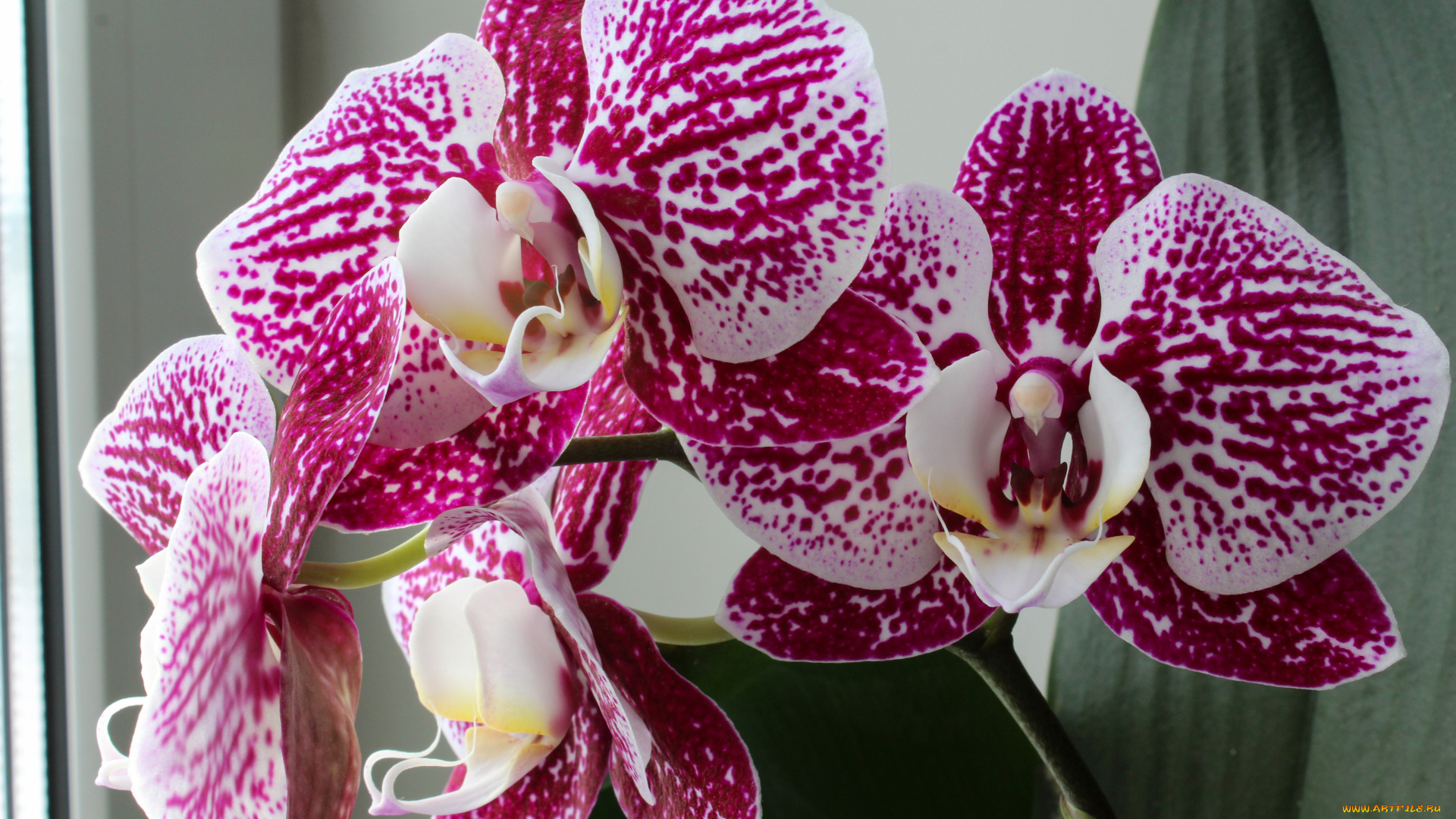 цветы, орхидеи, цветок, фон, орхидея