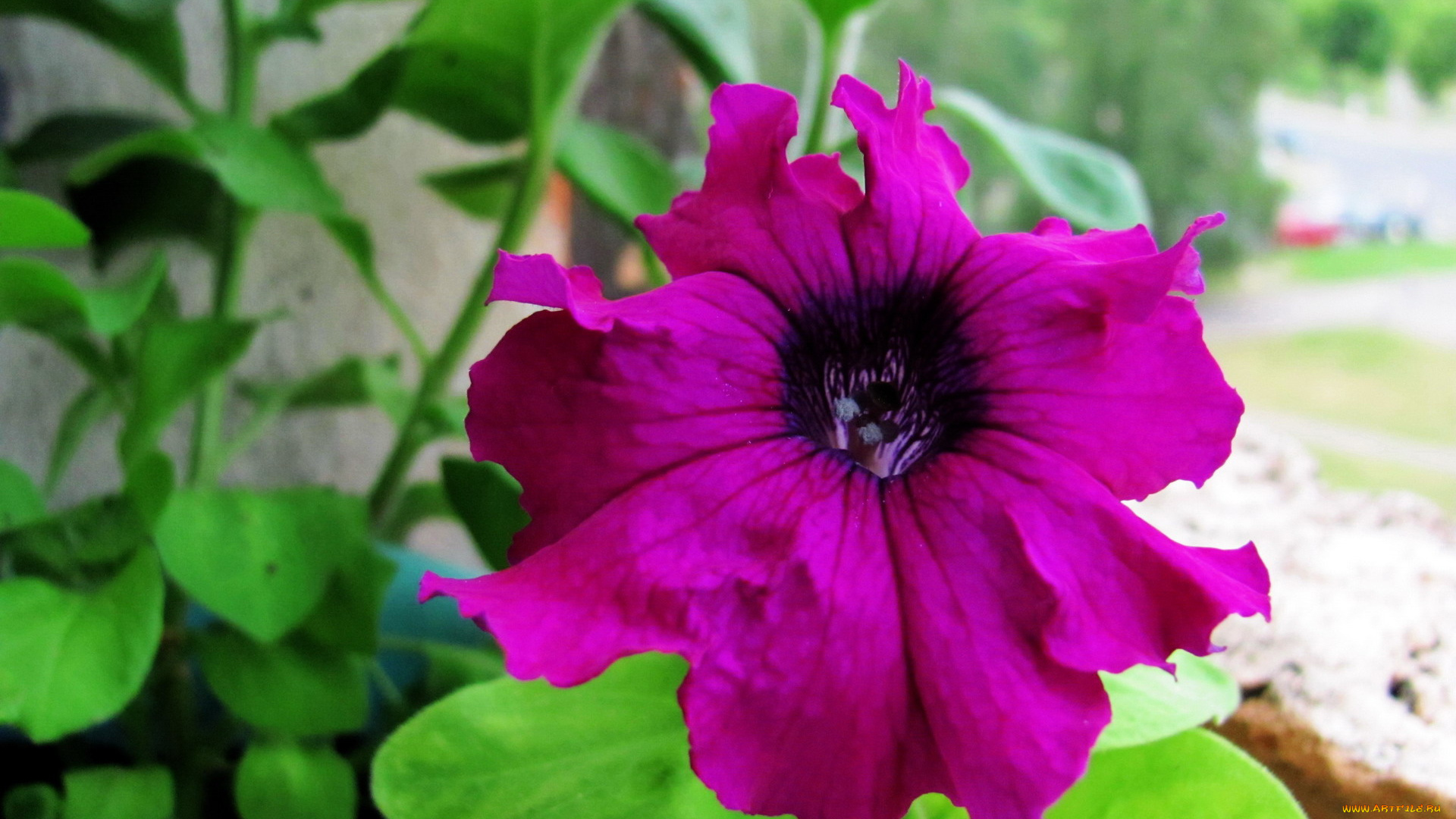 цветы, петунии, , калибрахоа, макро