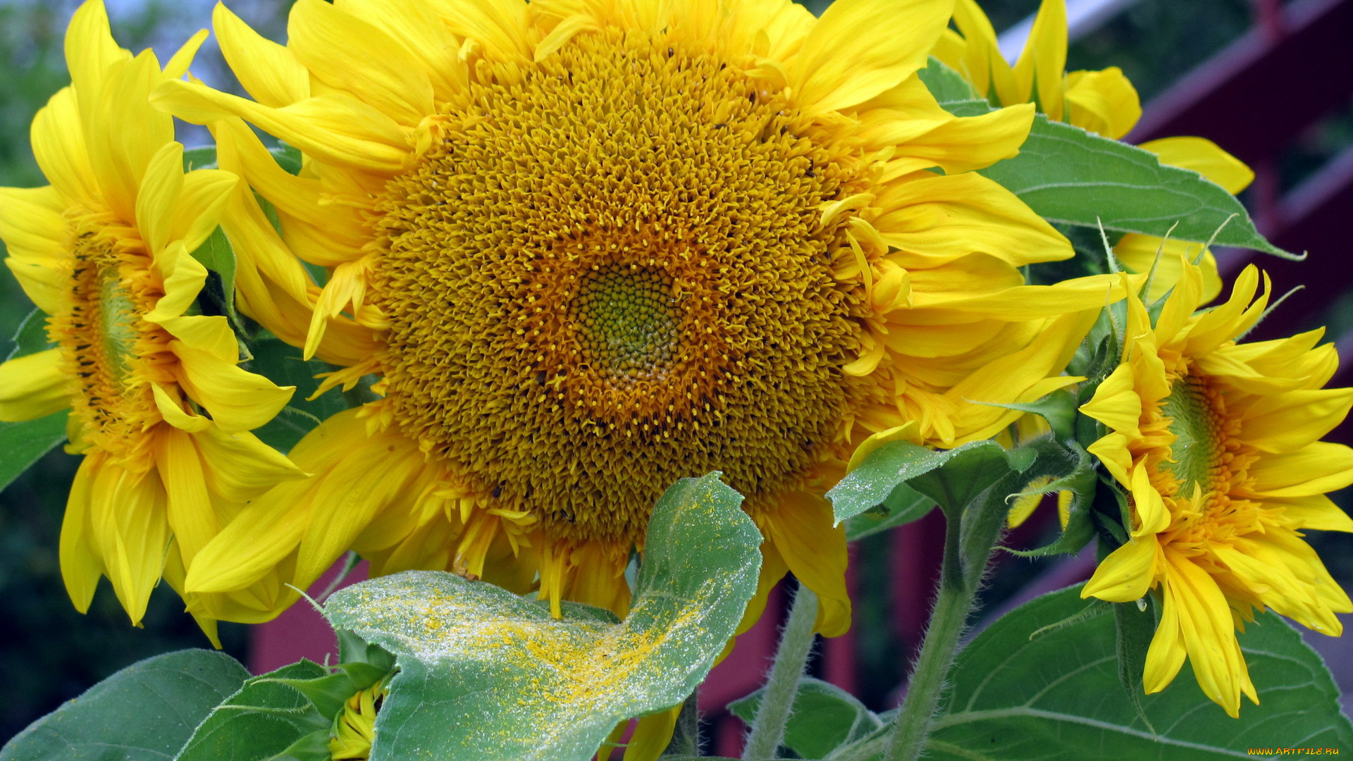 цветы, подсолнухи, макро