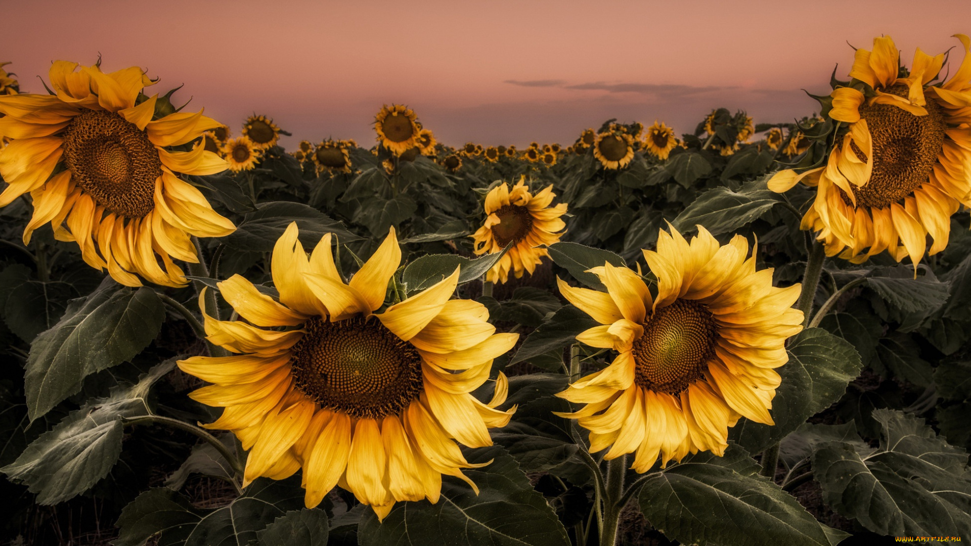 цветы, подсолнухи, поле, лето