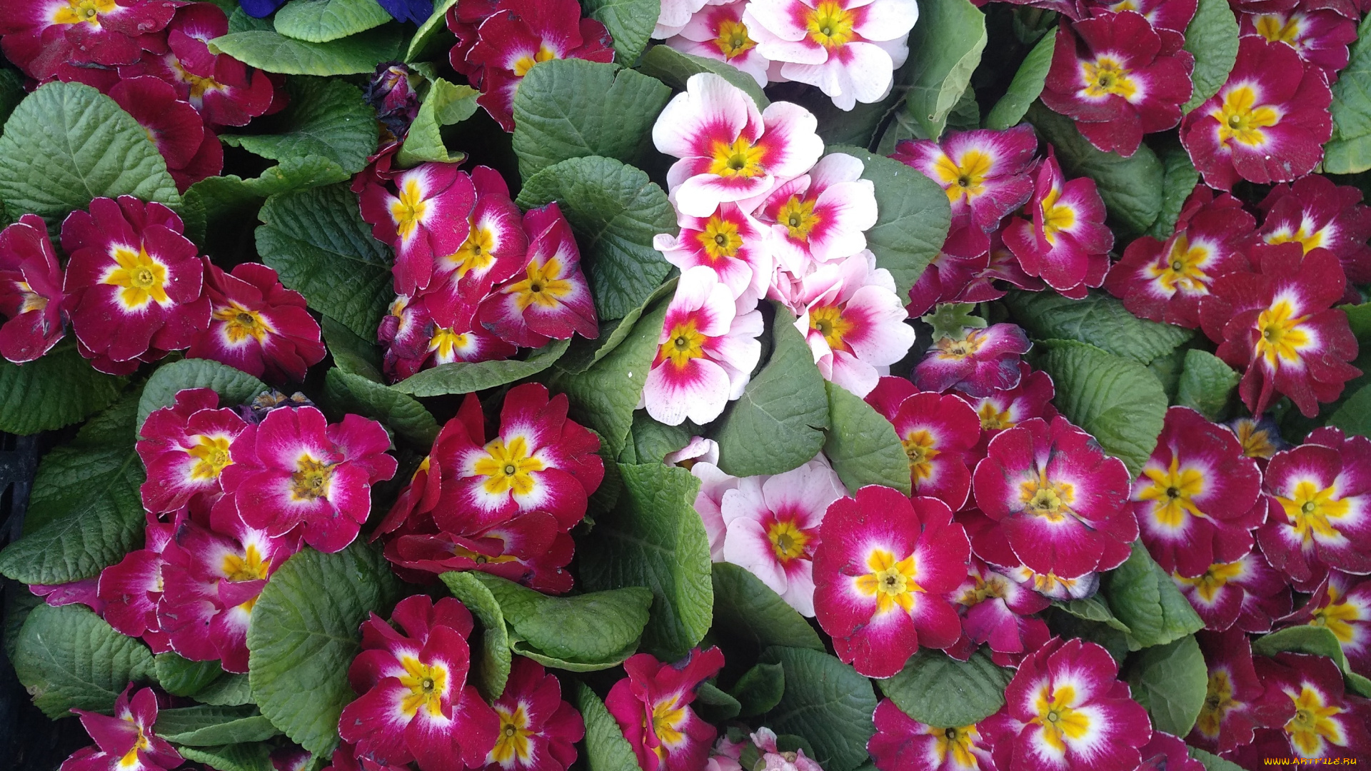 цветы, примулы