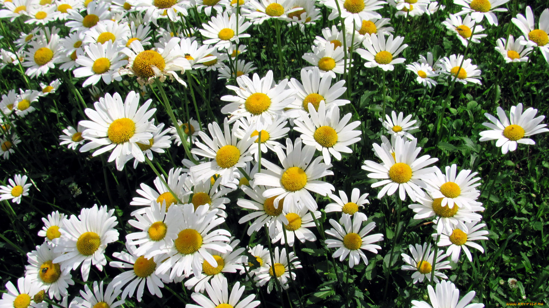 цветы, ромашки, белый