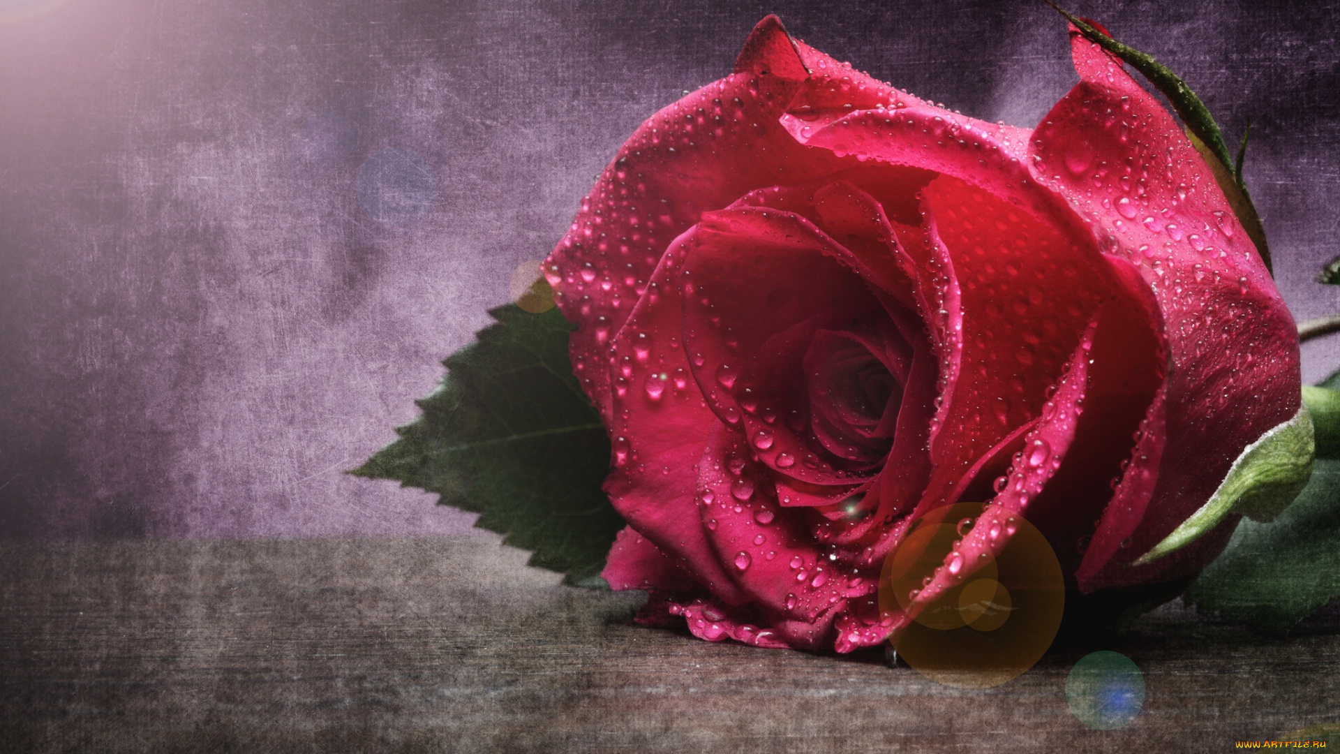 цветы, розы, капли