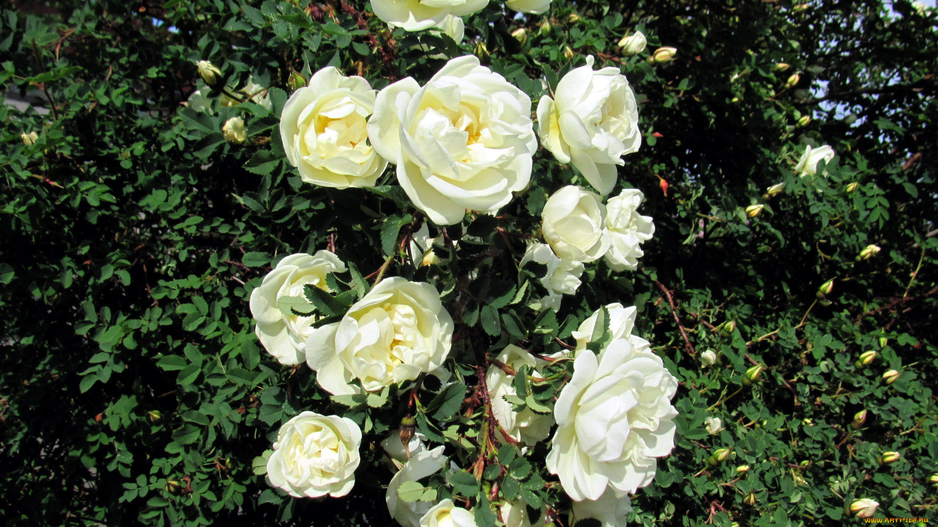 цветы, розы, ветка