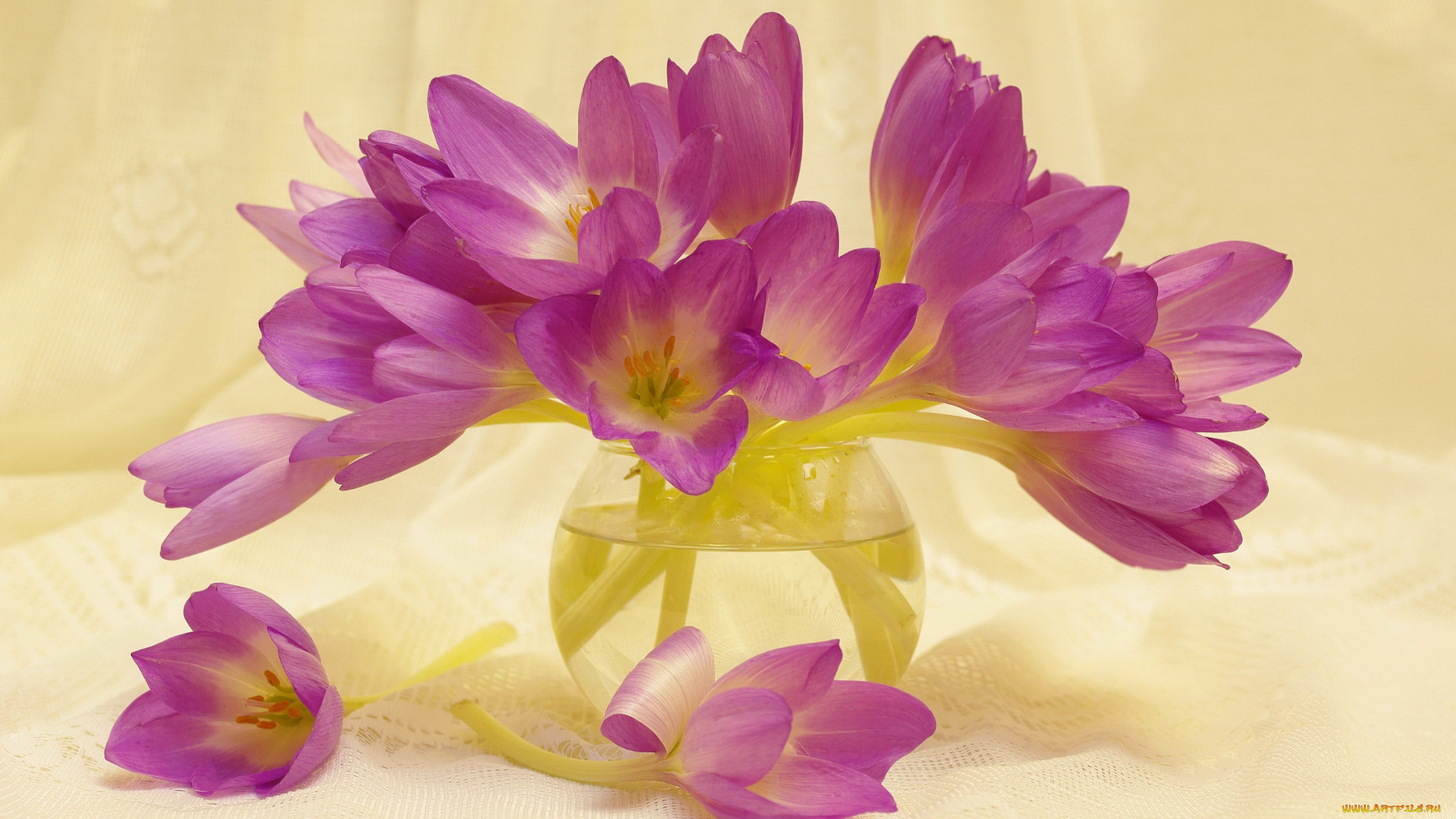 цветы, тюльпаны, букетик, крокусы, растения