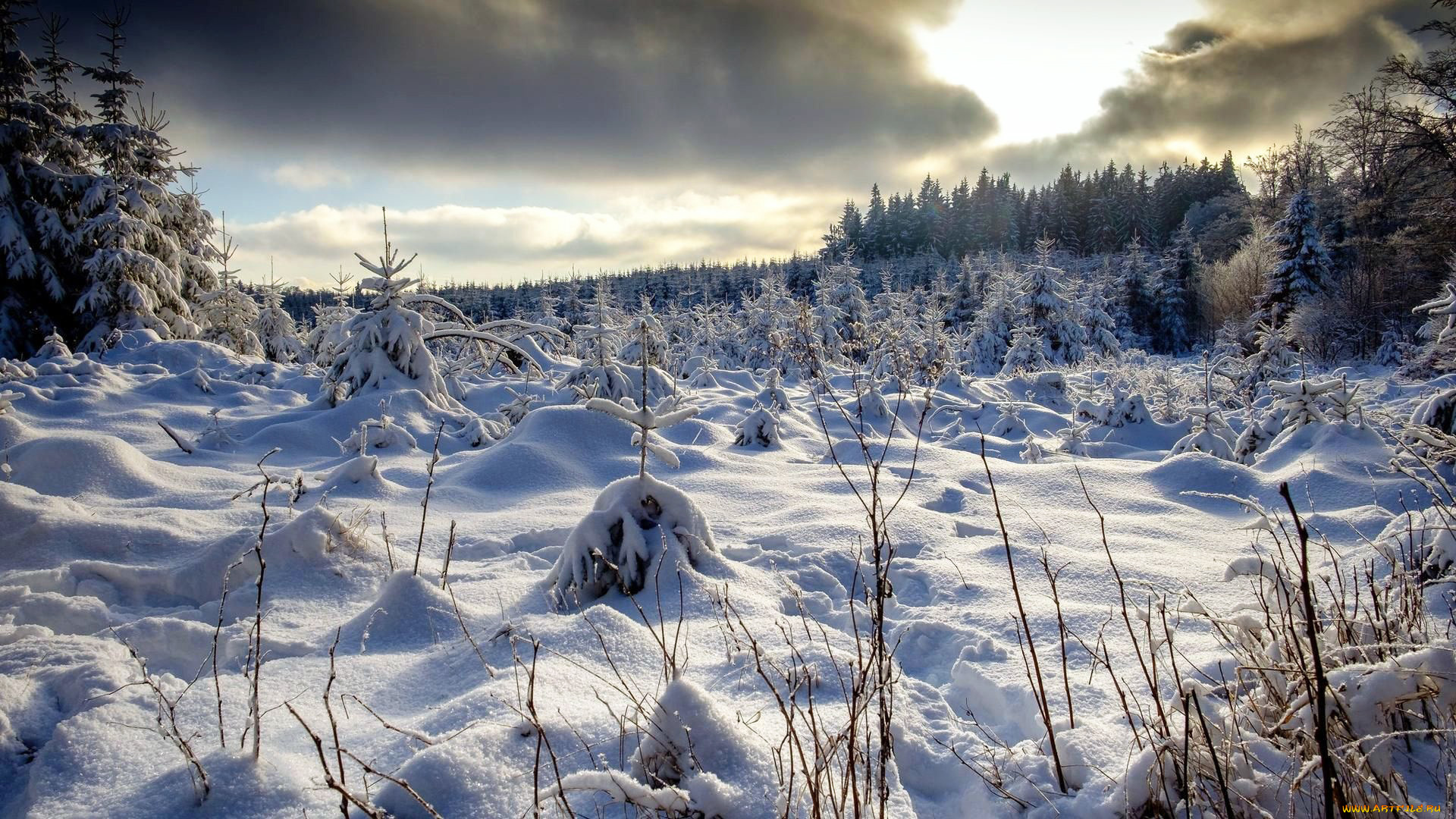 природа, зима, снег