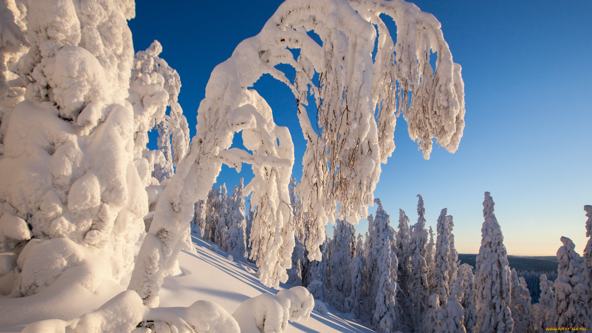 природа, зима, снег, деревья