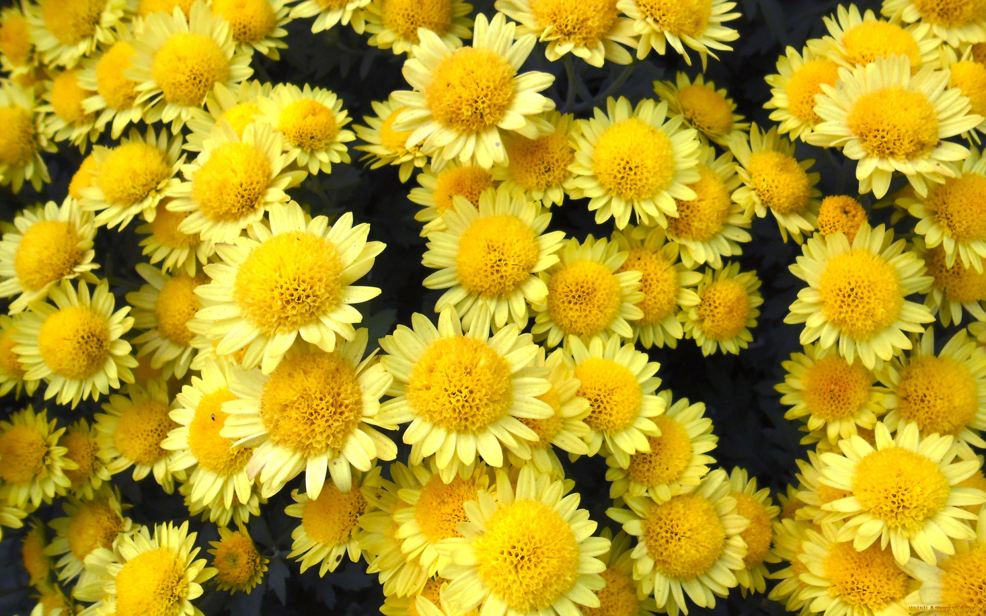 цветы, хризантемы