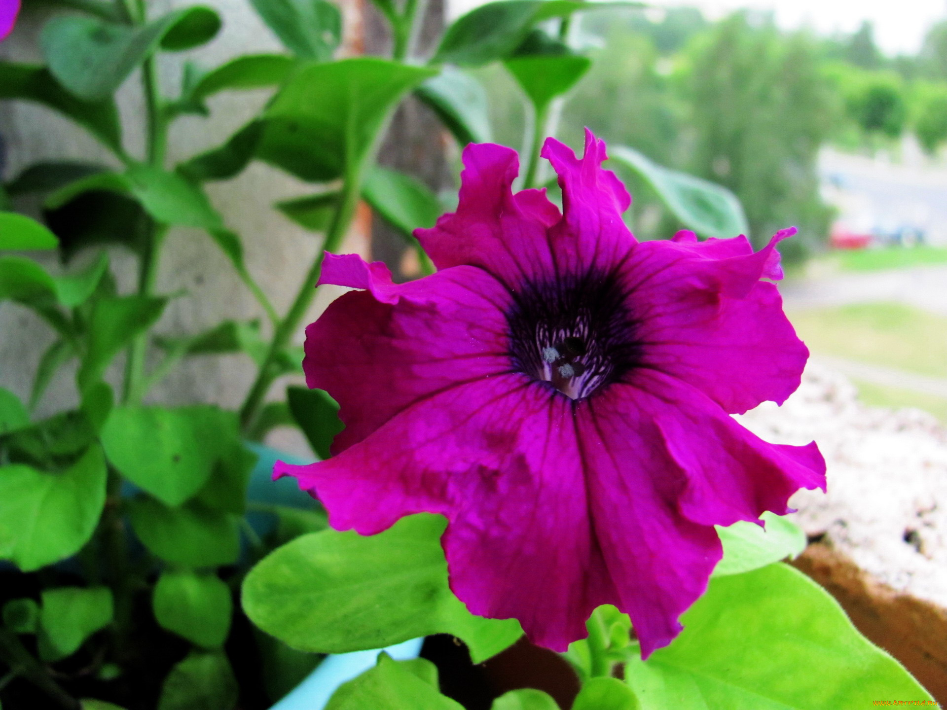 цветы, петунии, , калибрахоа, макро