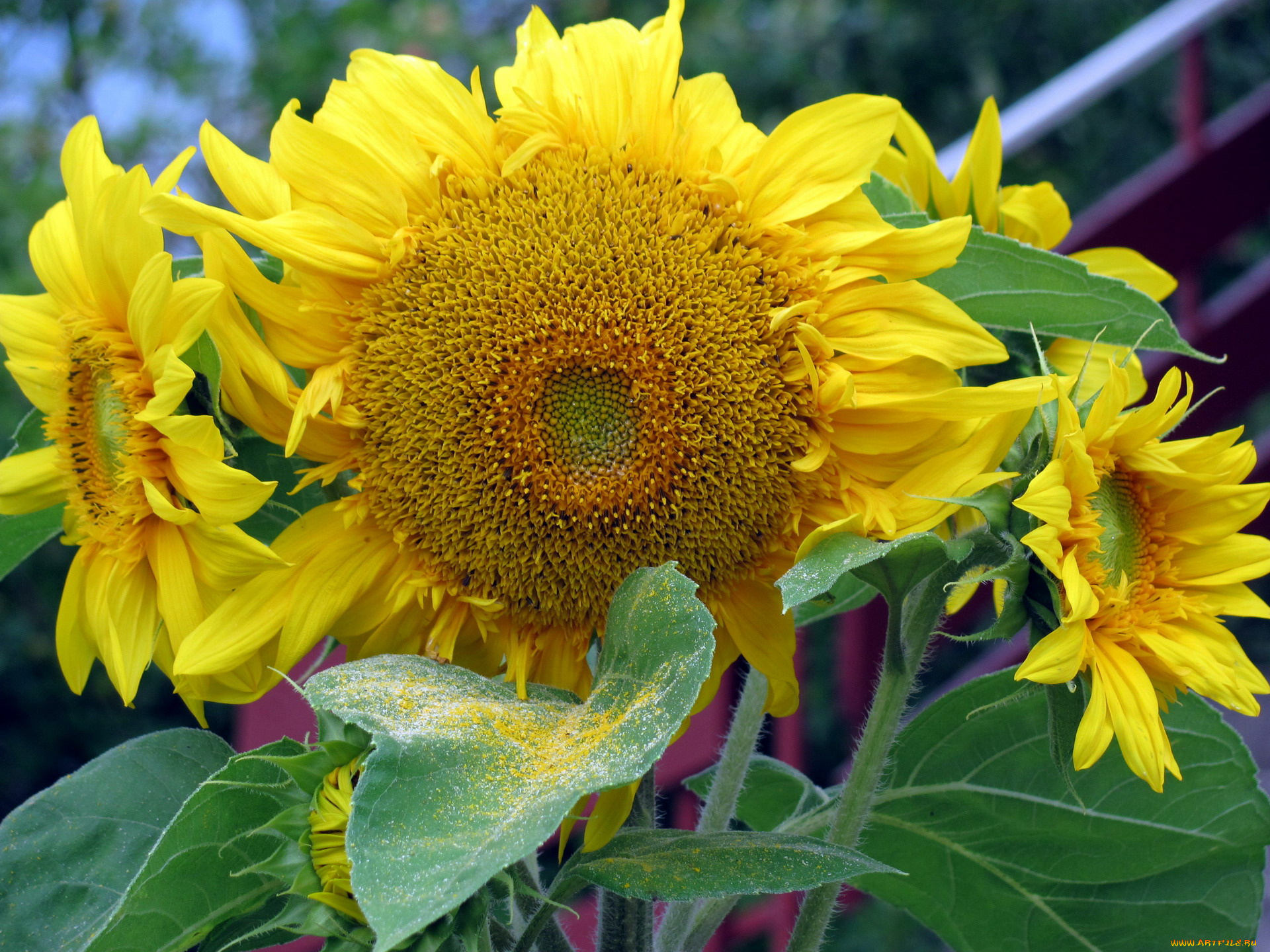цветы, подсолнухи, макро