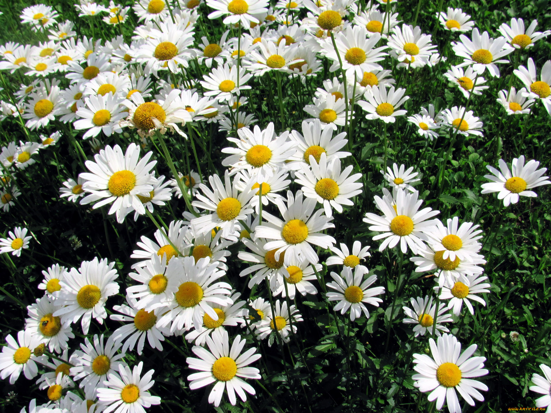 цветы, ромашки, белый