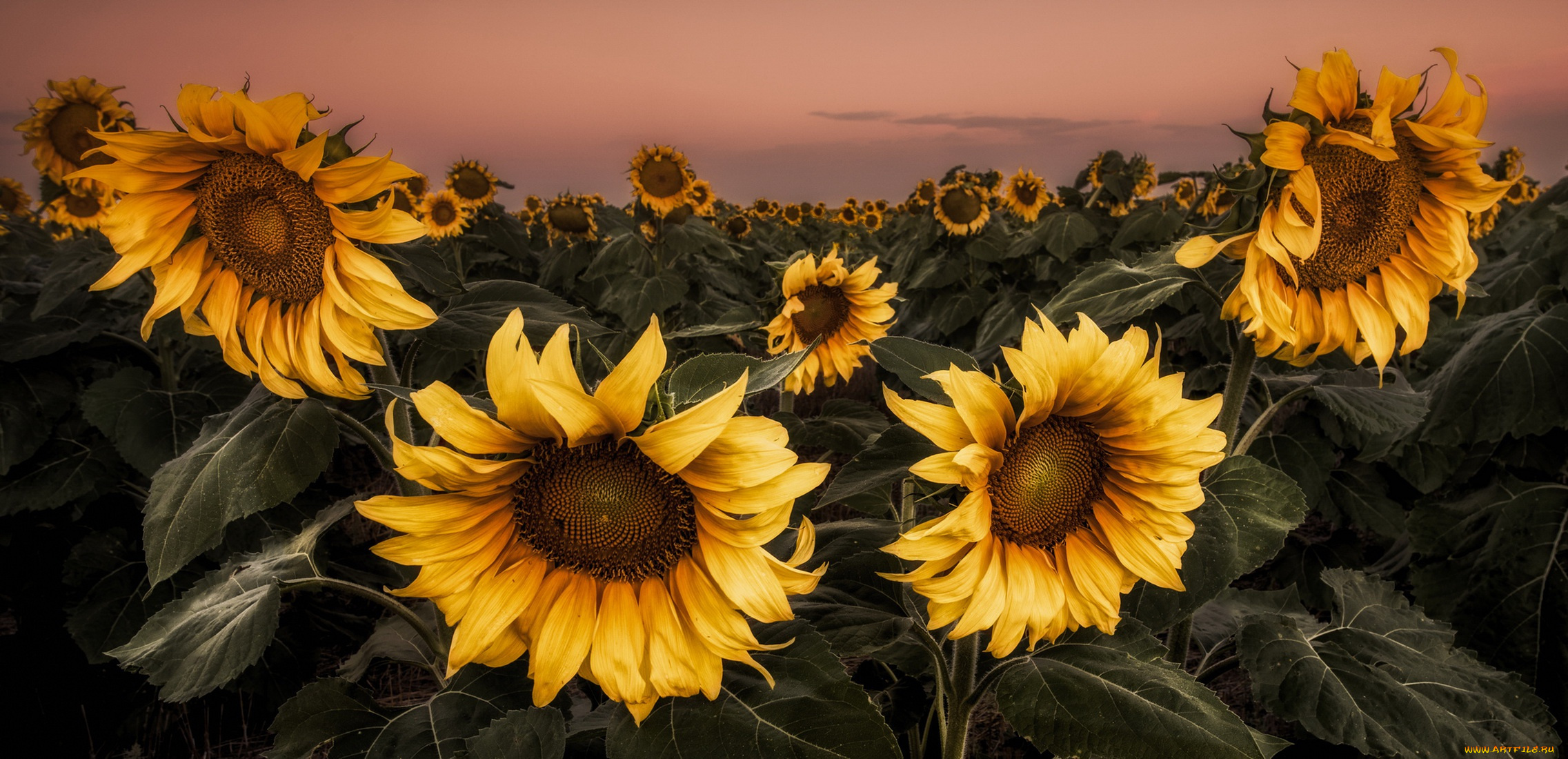 цветы, подсолнухи, поле, лето