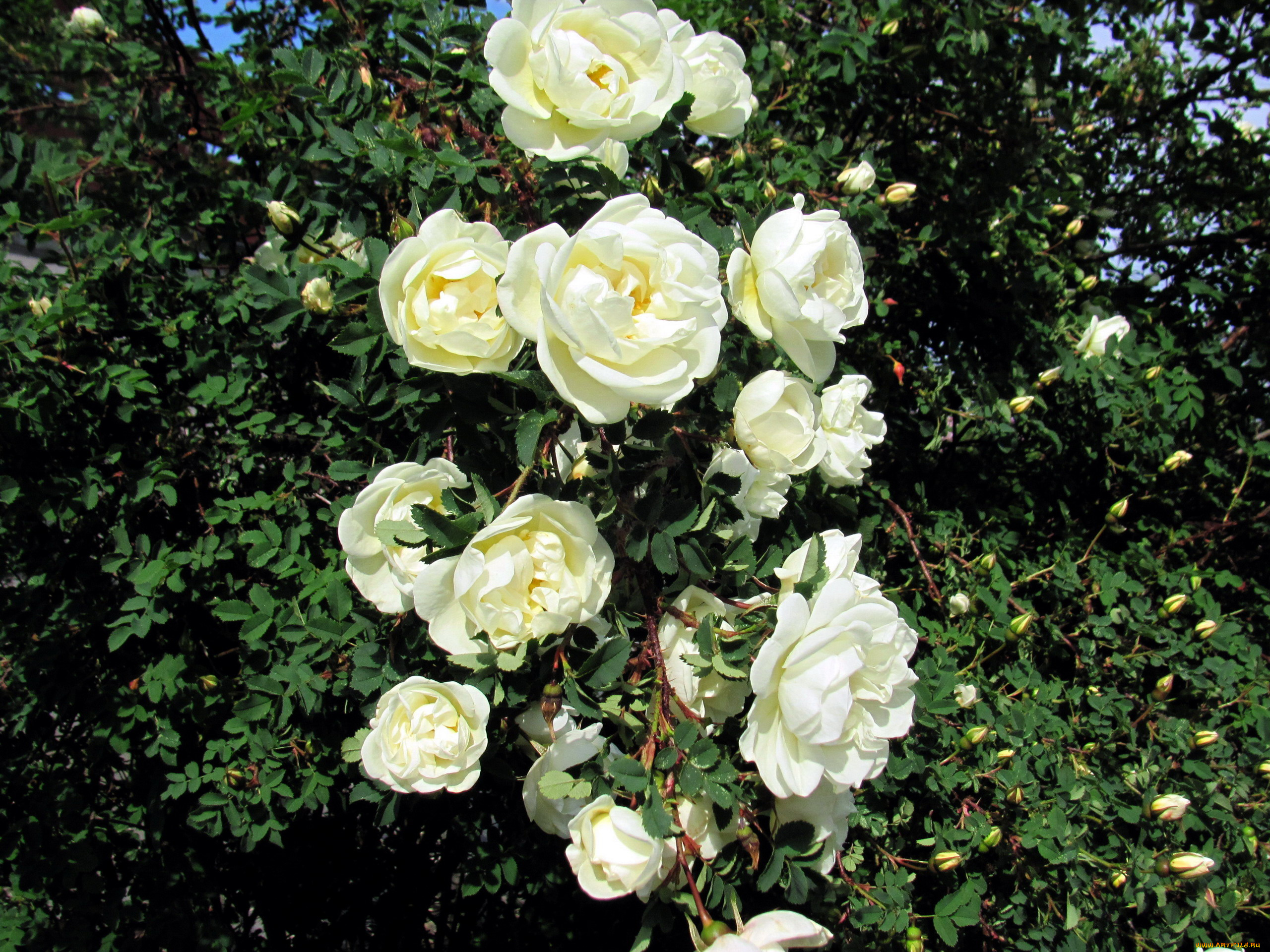 цветы, розы, ветка