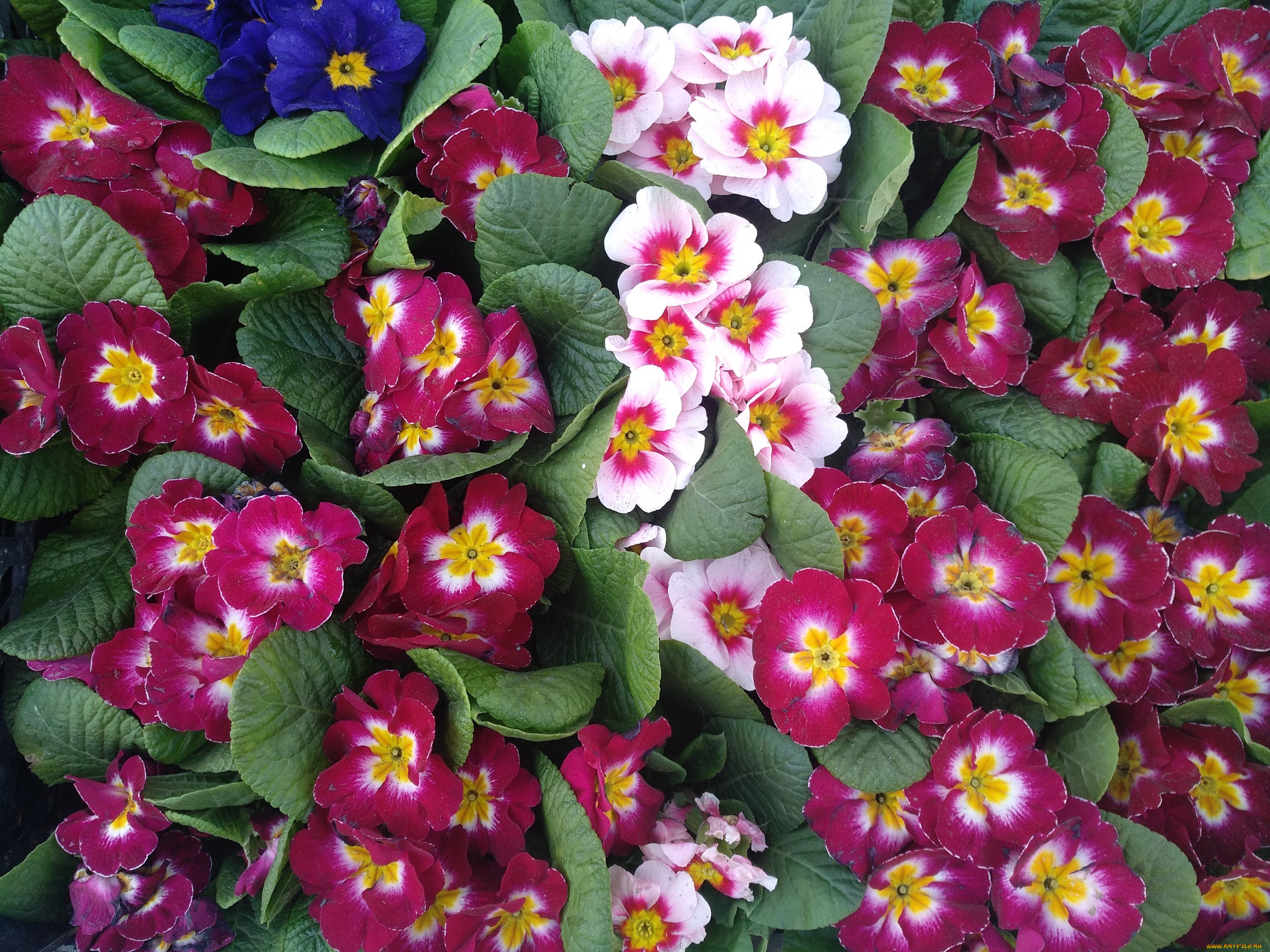 цветы, примулы