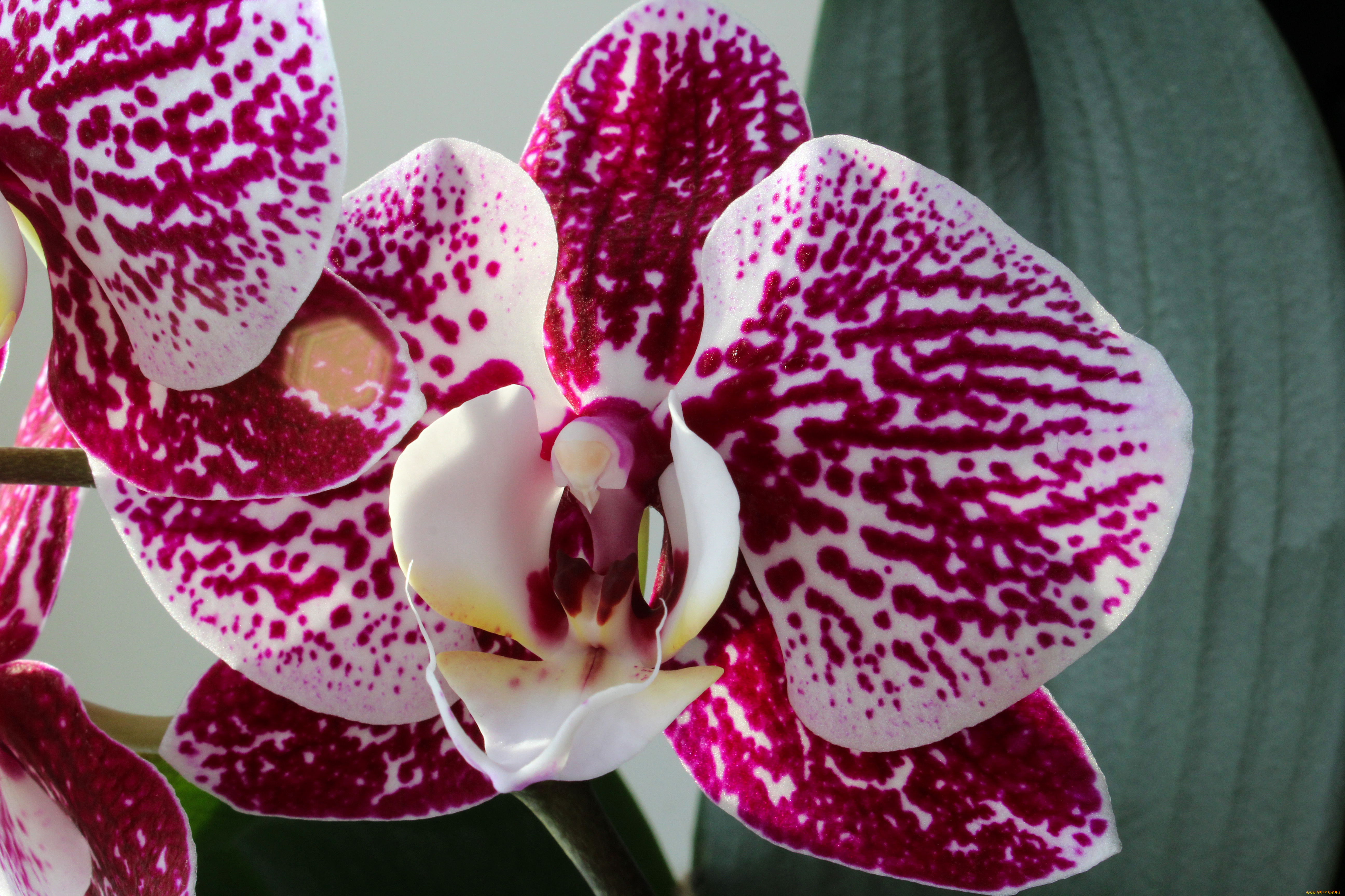 цветы, орхидеи, цветок, фон, орхидея