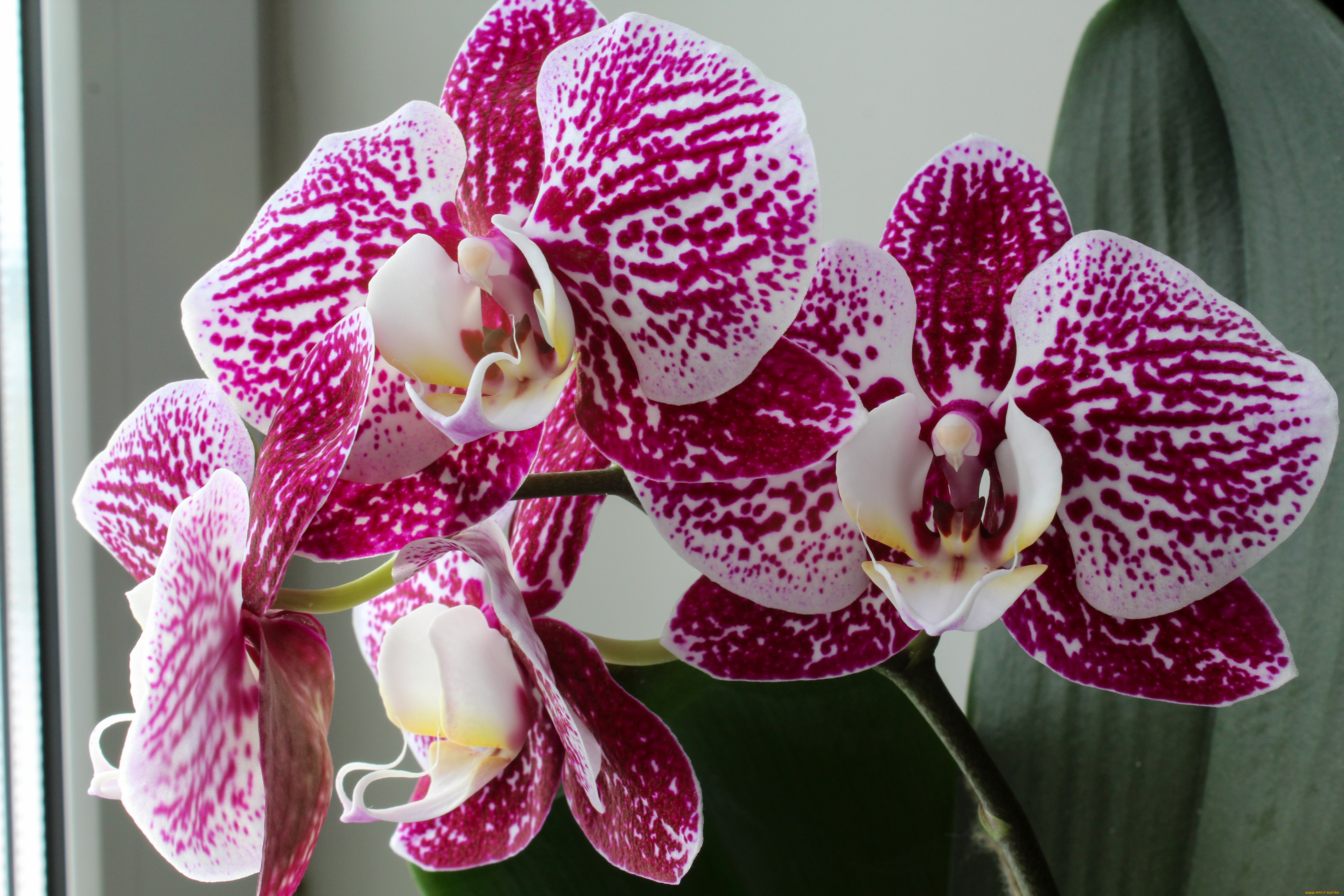 цветы, орхидеи, цветок, фон, орхидея