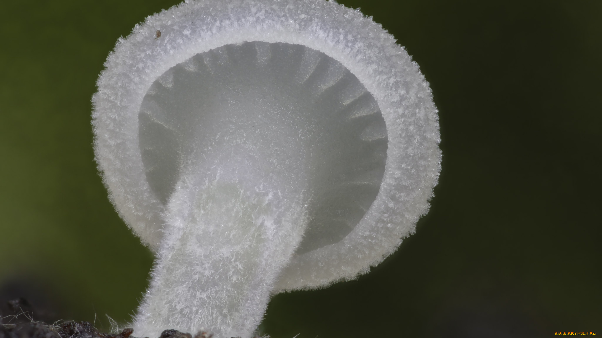 природа, грибы, beat, buetikofer, гриб, макро