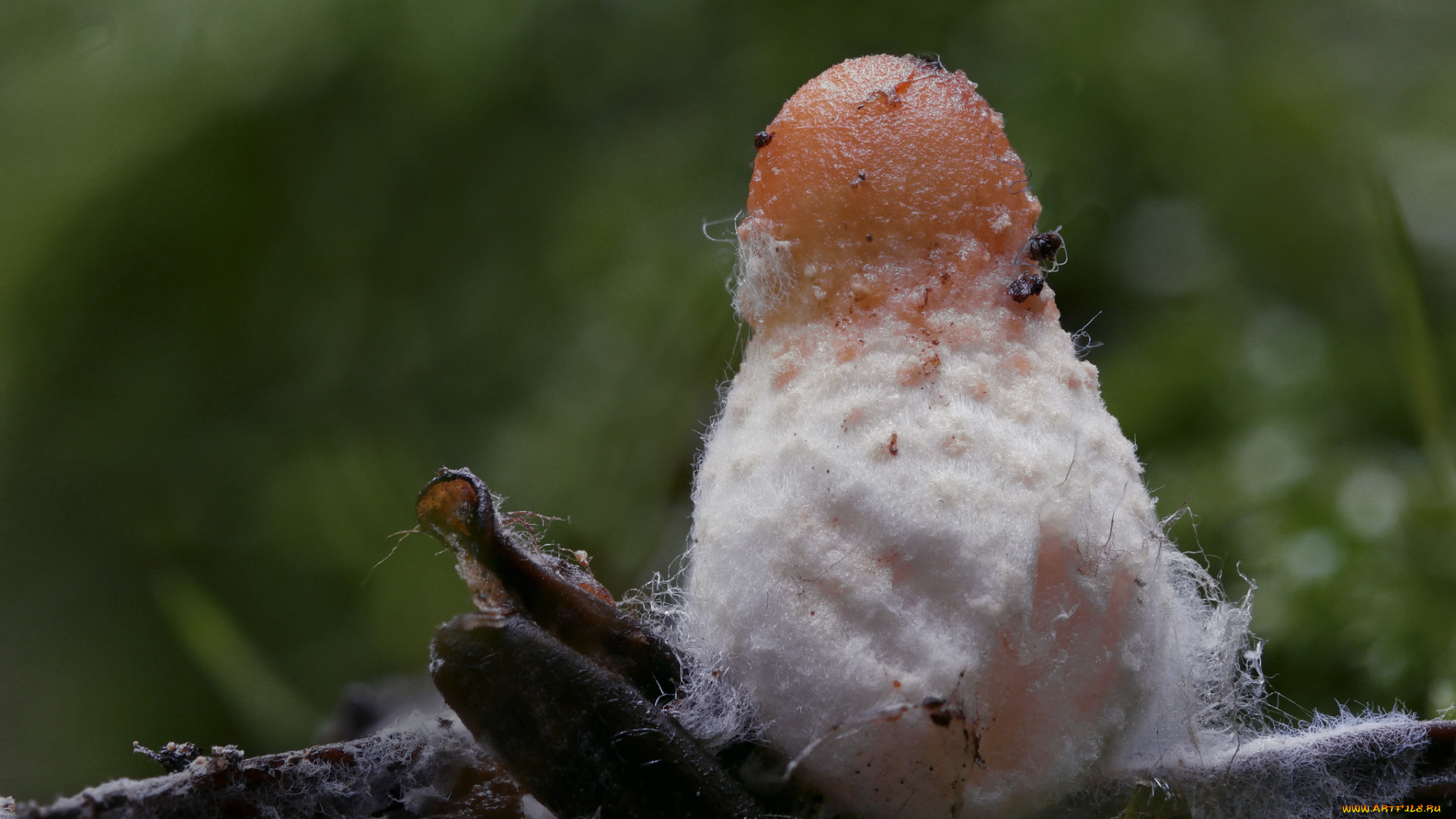 природа, грибы, beat, buetikofer, гриб, макро