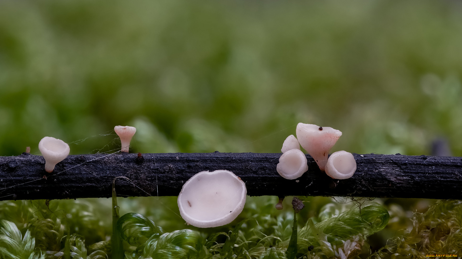 природа, грибы, beat, buetikofer, макро