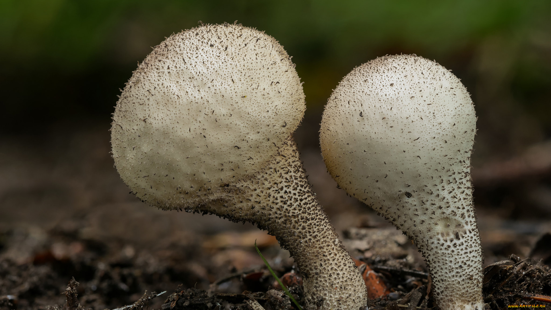 природа, грибы, beat, buetikofer, макро