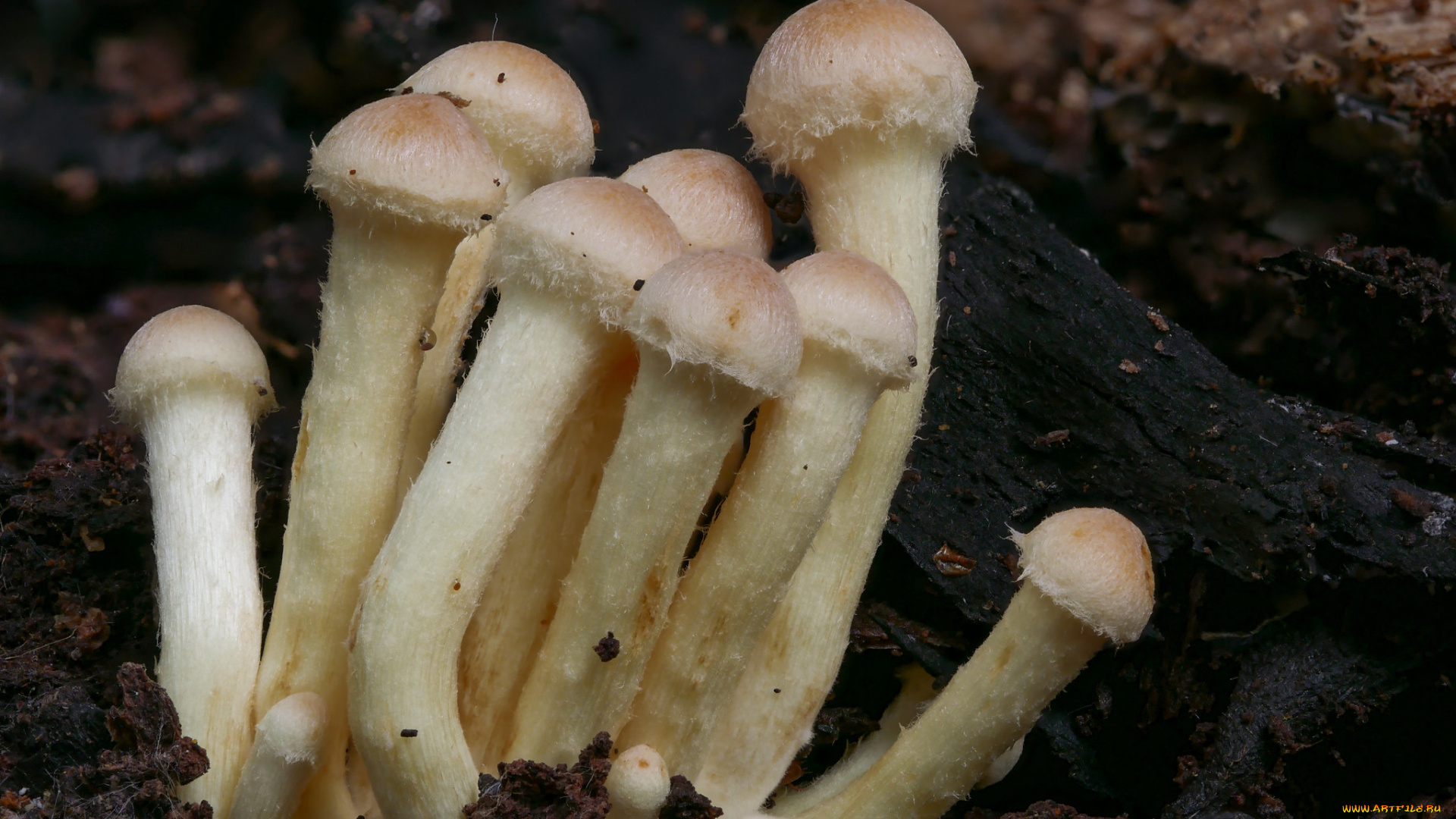 природа, грибы, beat, buetikofer, макро