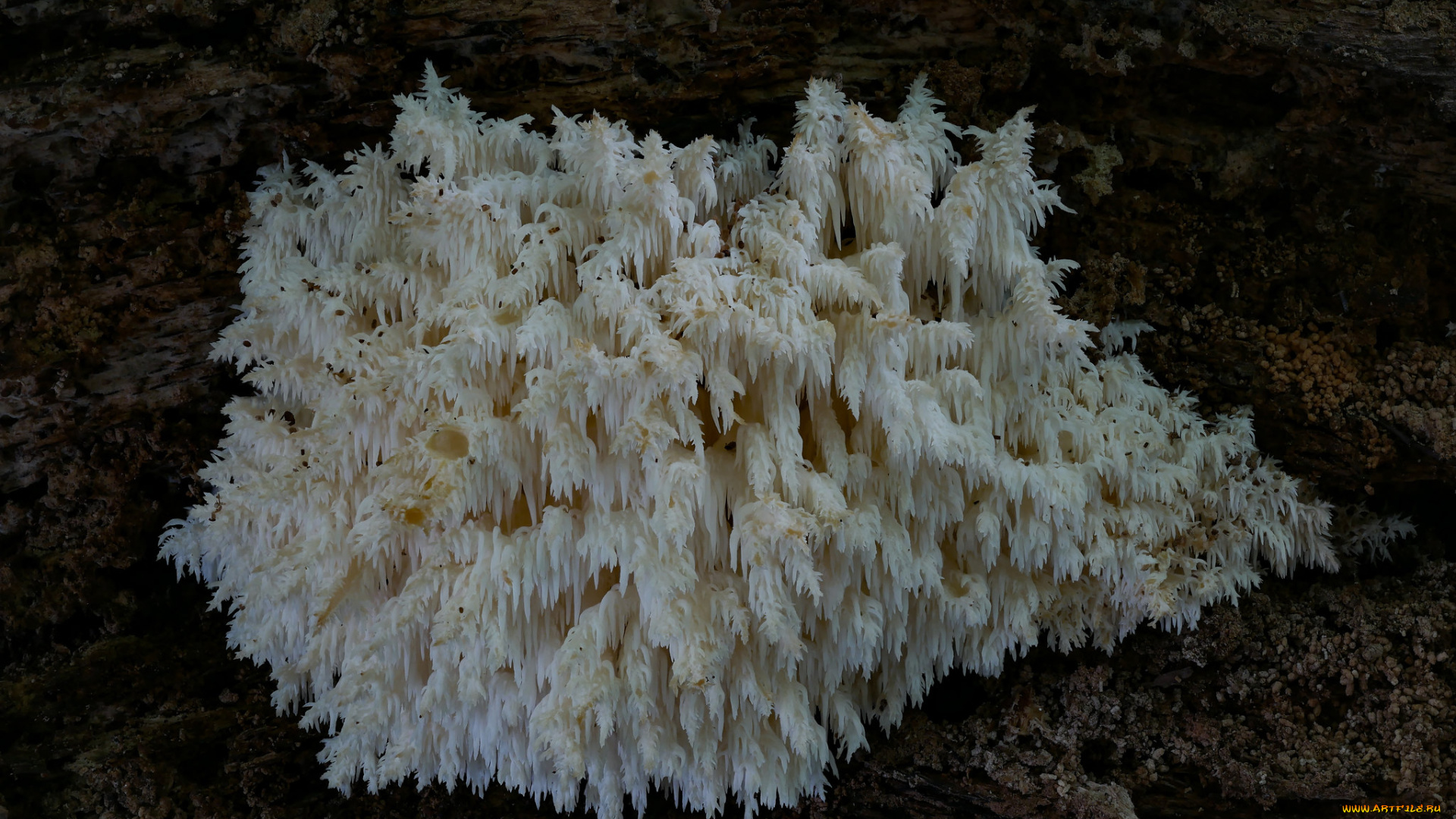 природа, грибы, beat, buetikofer, макро