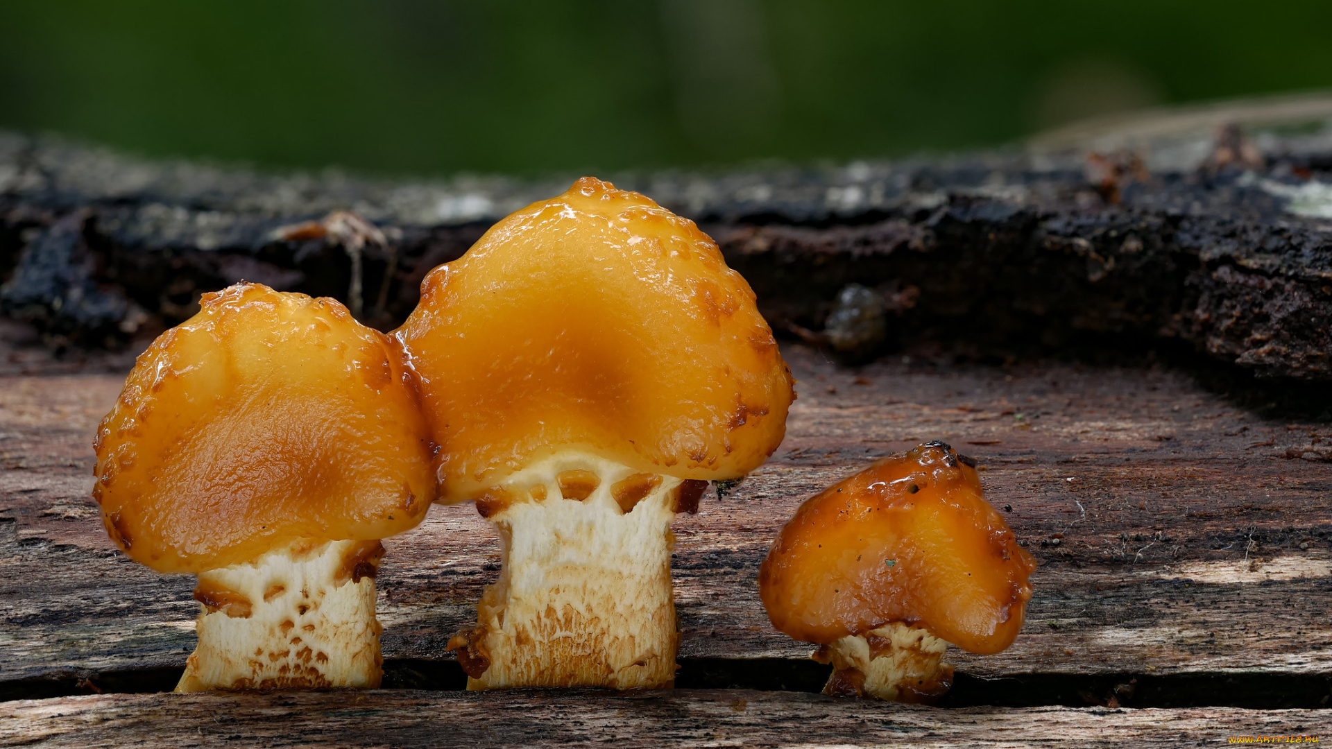 природа, грибы, beat, buetikofer, макро