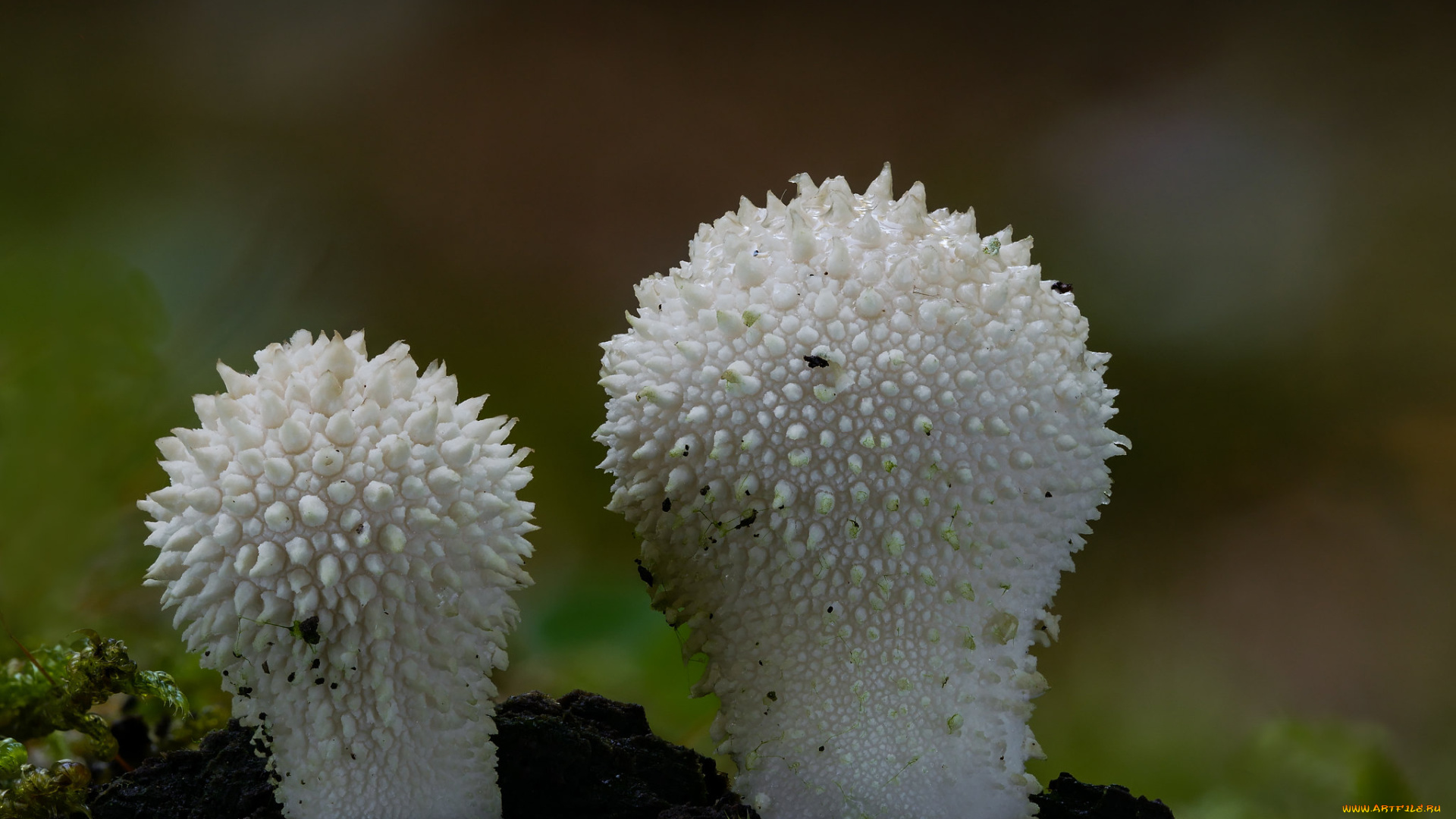 природа, грибы, beat, buetikofer, макро