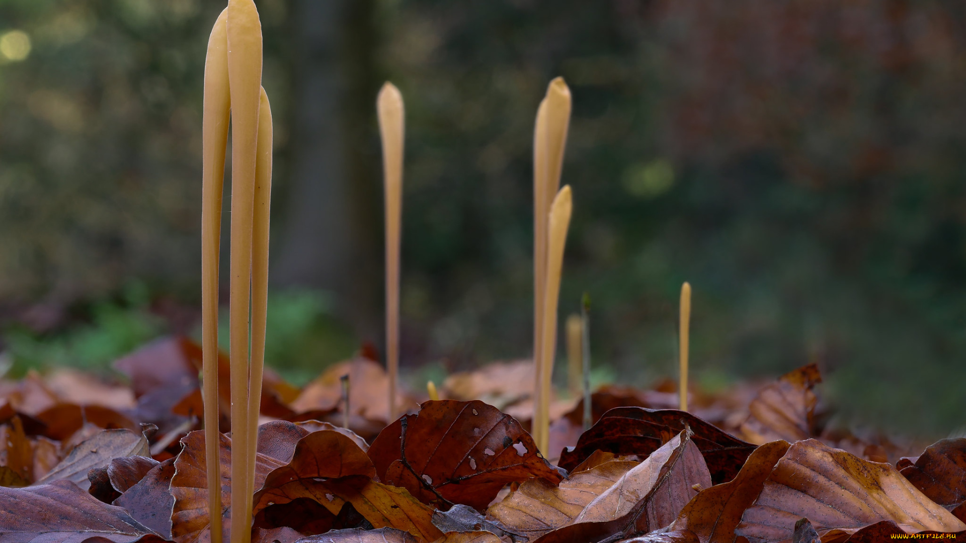 природа, грибы, beat, buetikofer, макро