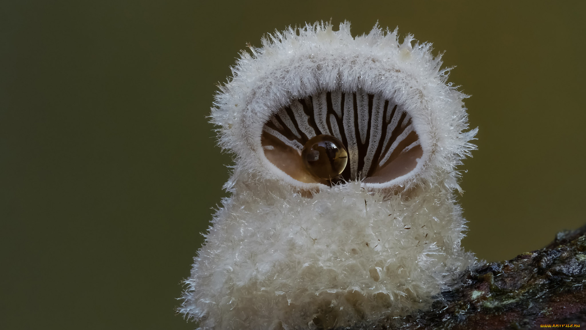 природа, грибы, beat, buetikofer, макро, гриб